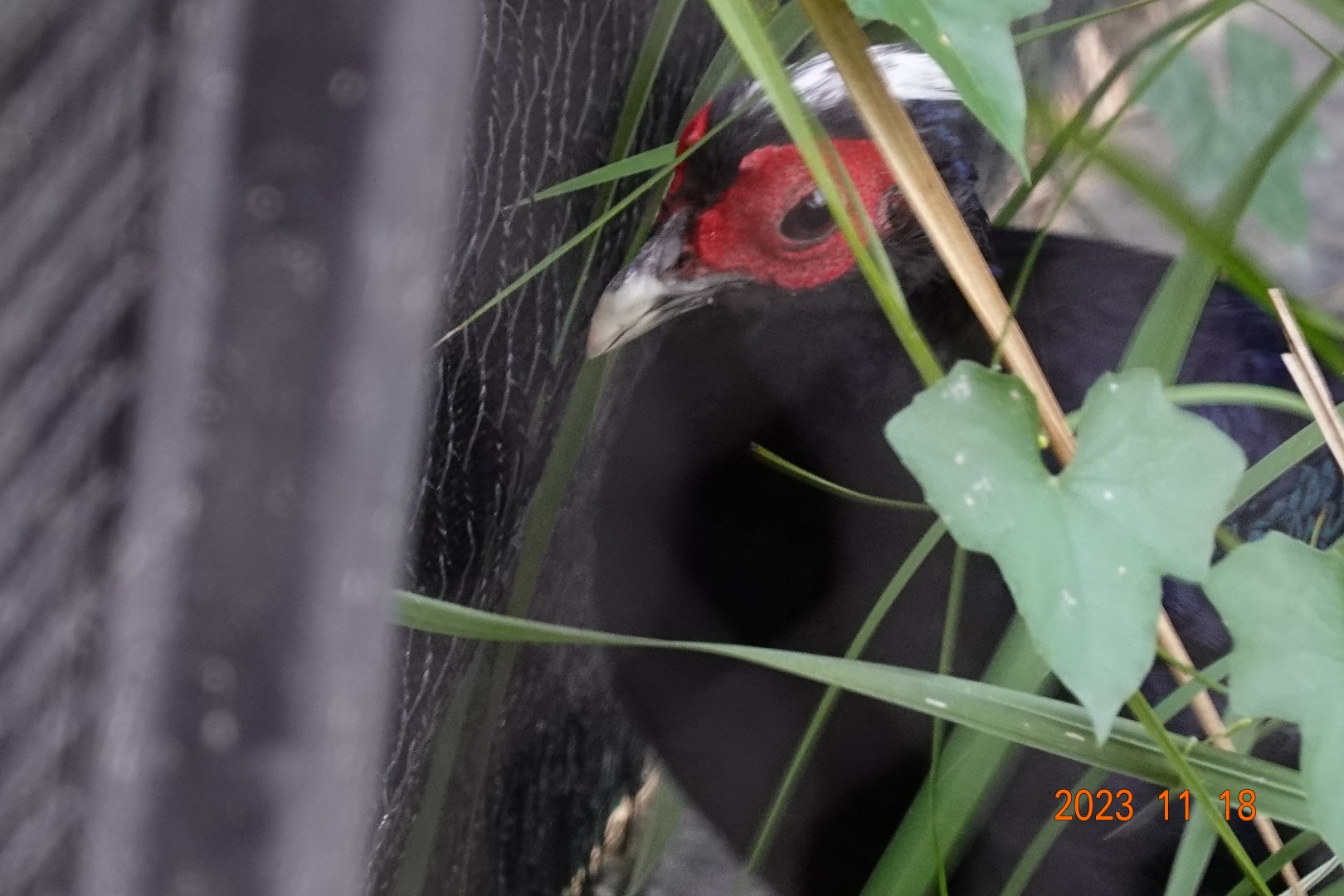 Vietnam Pheasant (Lophura edwardsi)