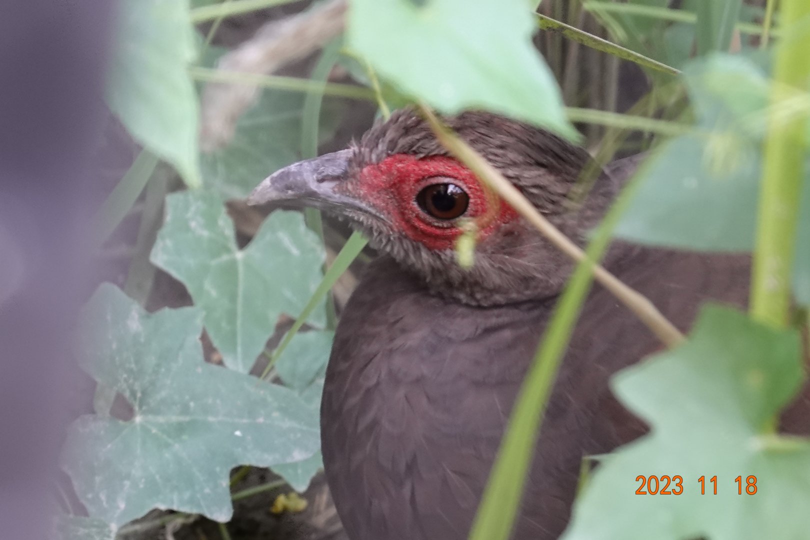 Vietnam Pheasant (Lophura edwardsi)