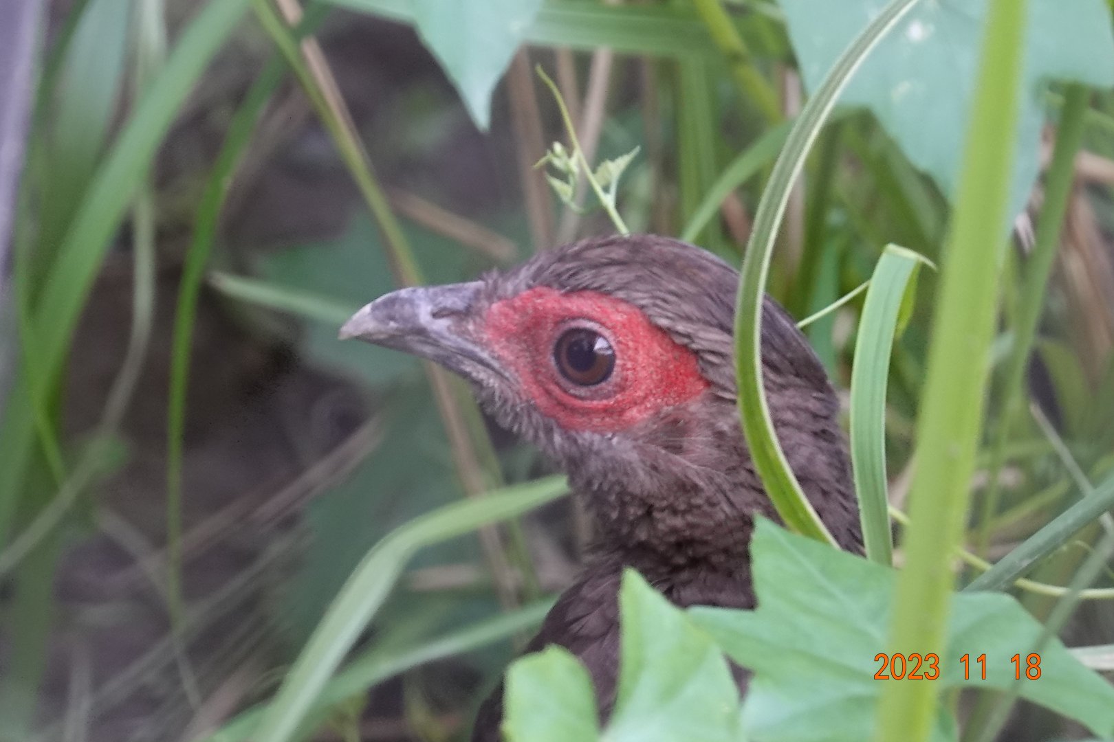 Vietnam Pheasant (Lophura edwardsi)
