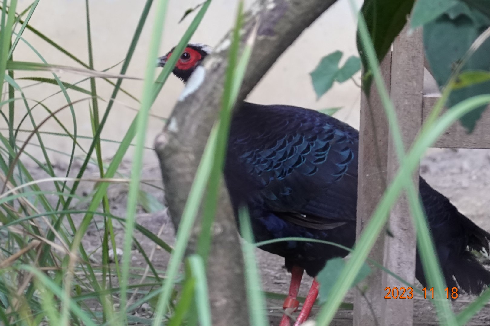 Vietnam Pheasant (Lophura edwardsi)