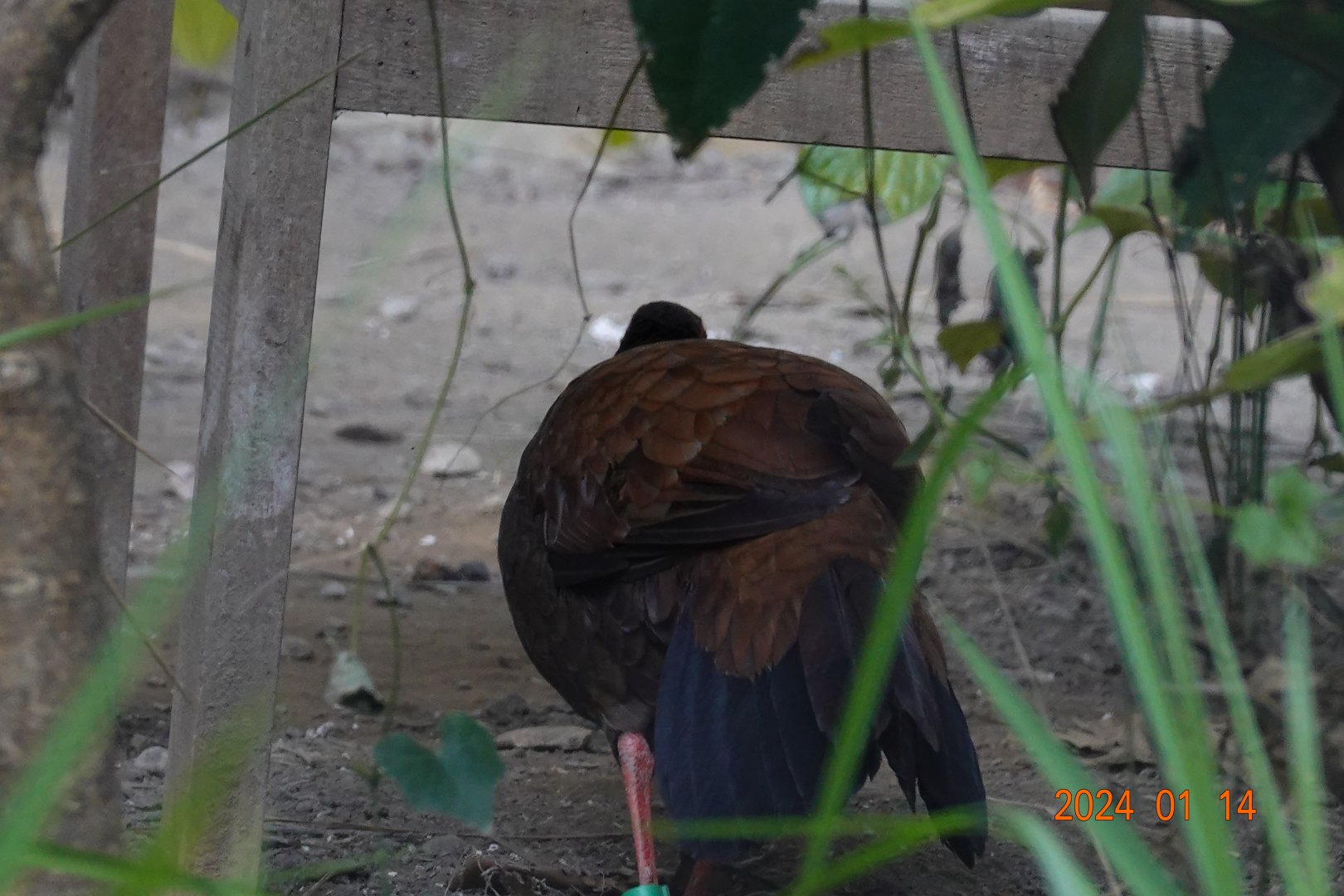 Vietnam Pheasant (Lophura edwardsi)