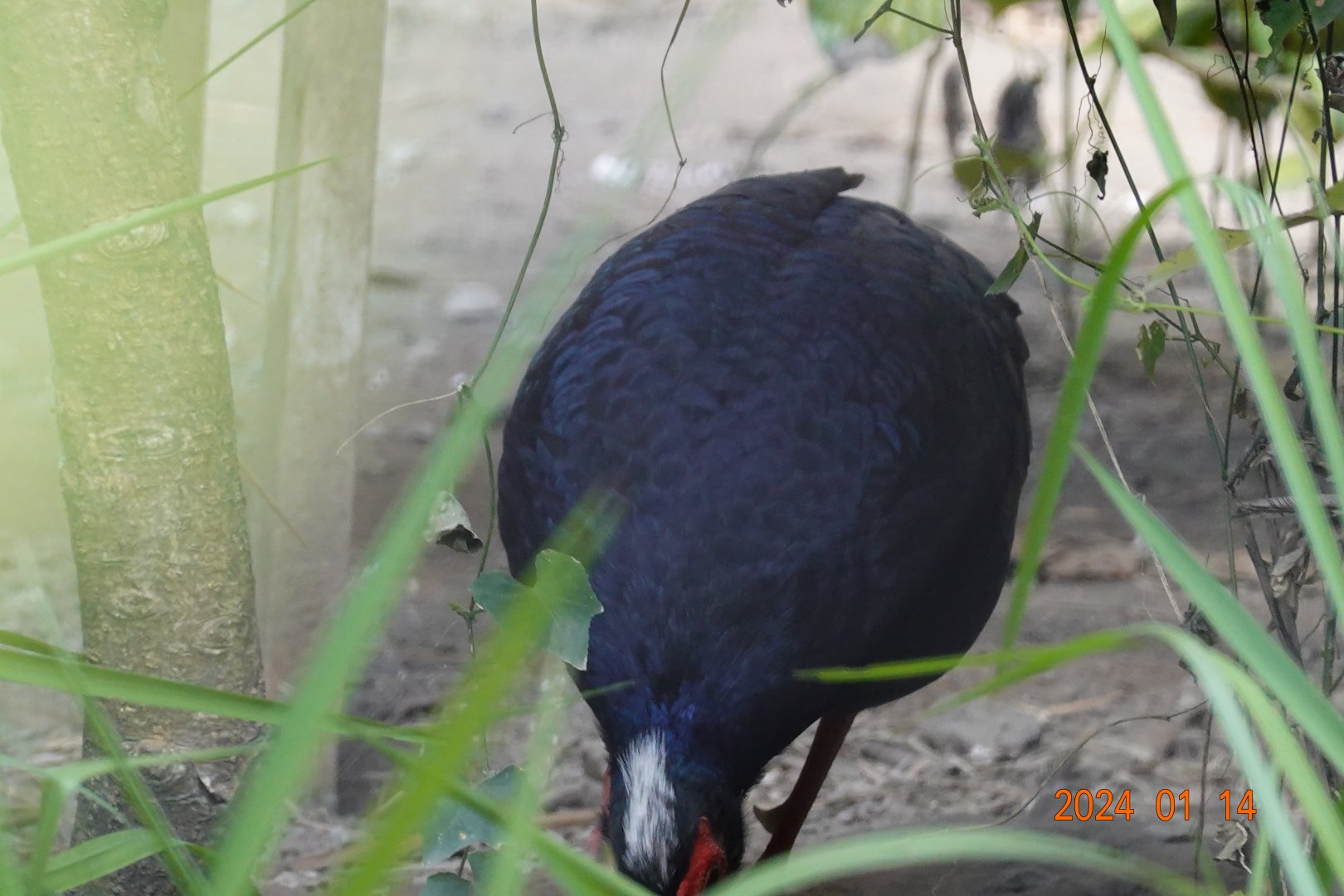 Vietnam Pheasant (Lophura edwardsi)