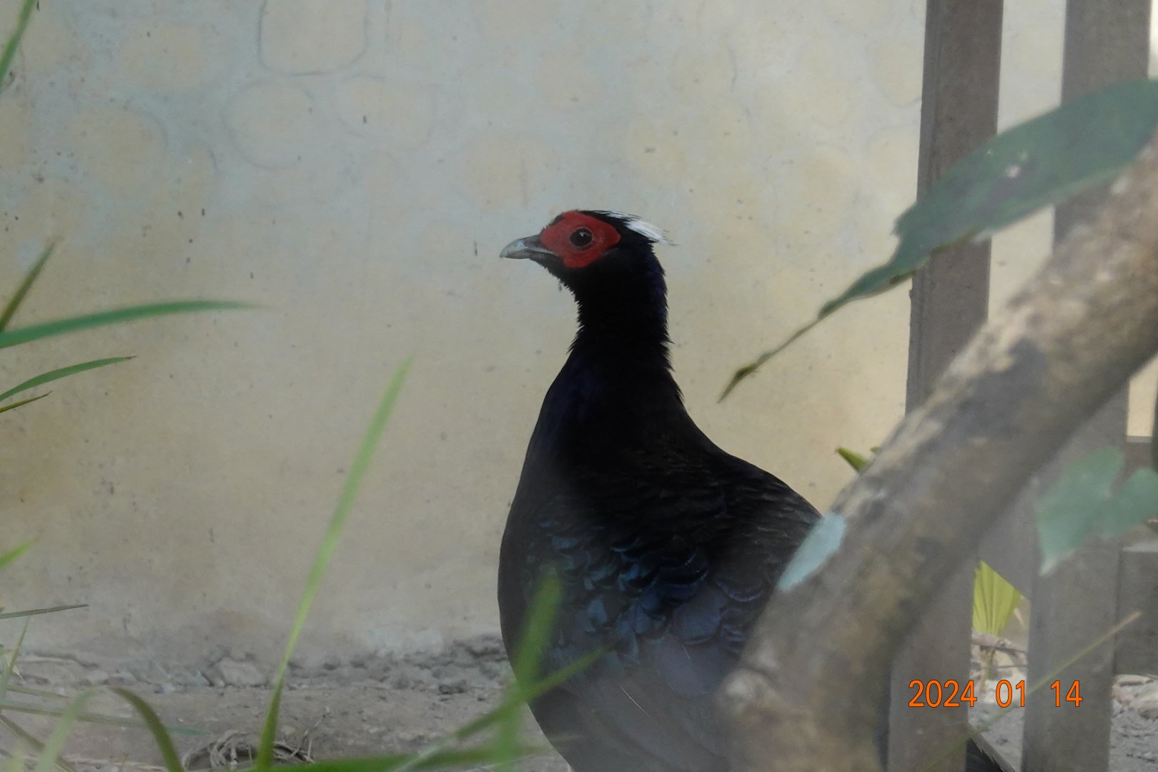 Vietnam Pheasant (Lophura edwardsi)