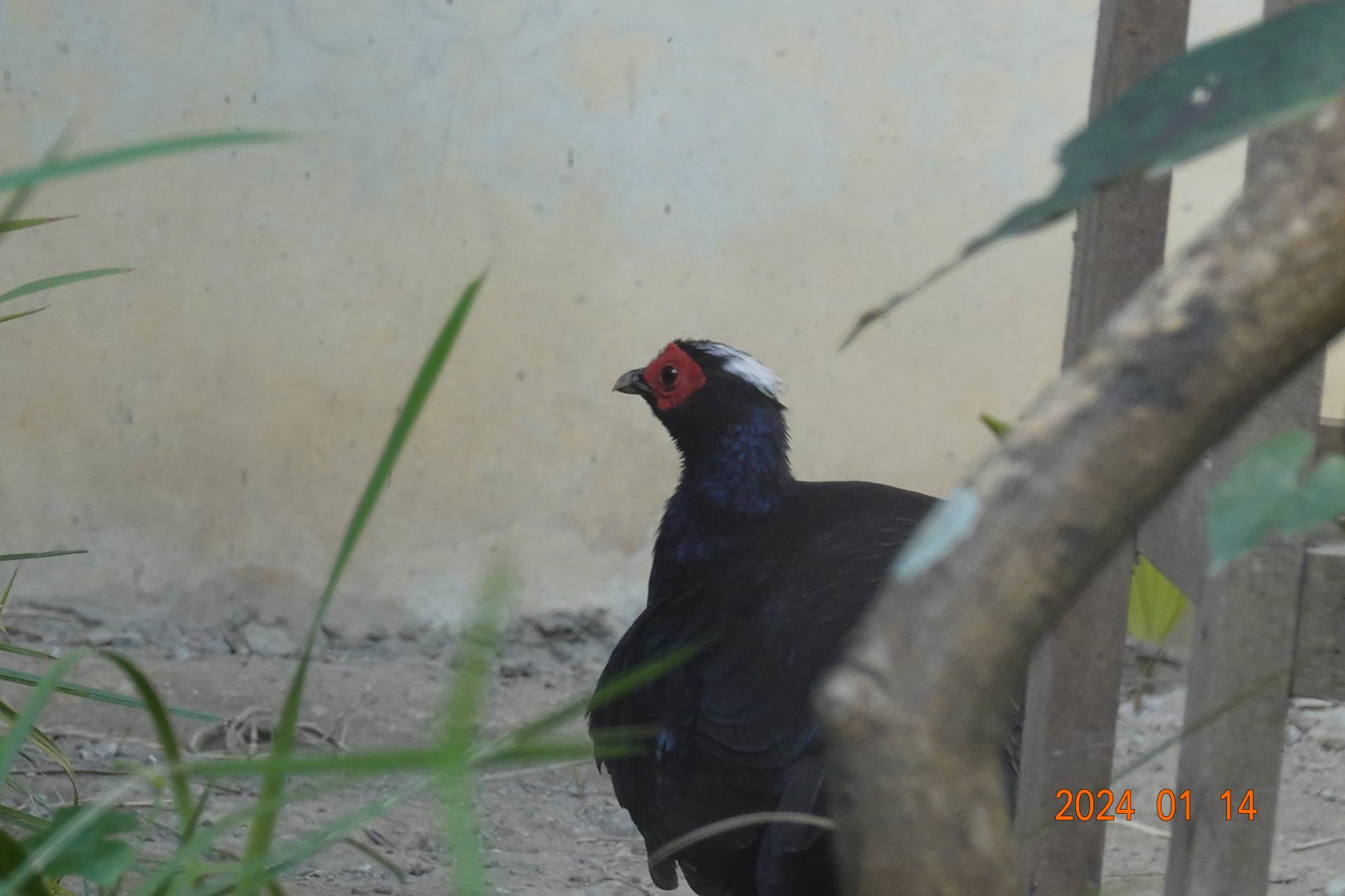 Vietnam Pheasant (Lophura edwardsi)