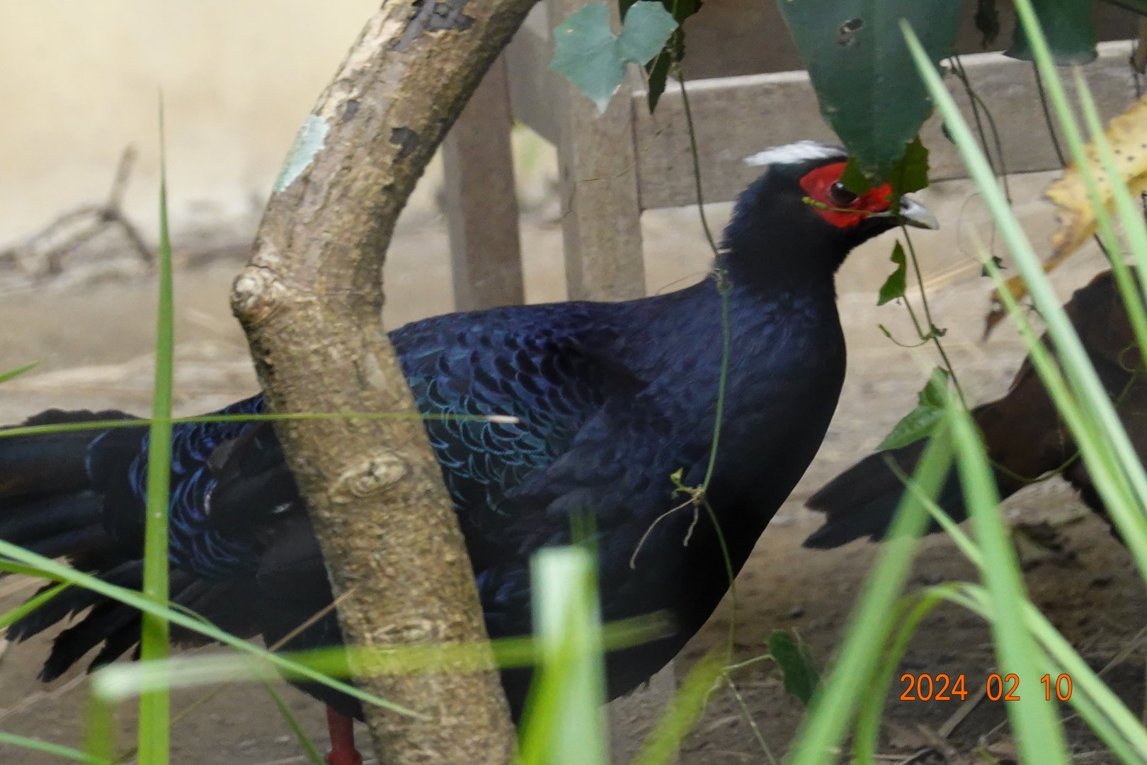 Vietnam Pheasant (Lophura edwardsi)