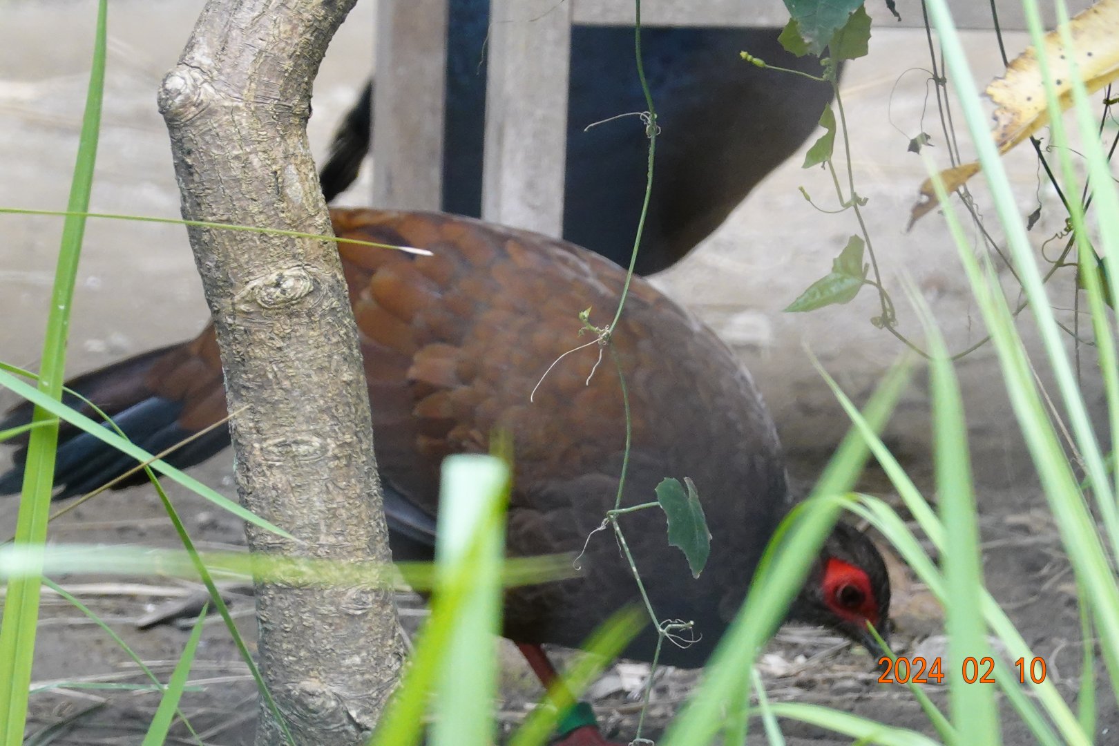 Vietnam Pheasant (Lophura edwardsi)
