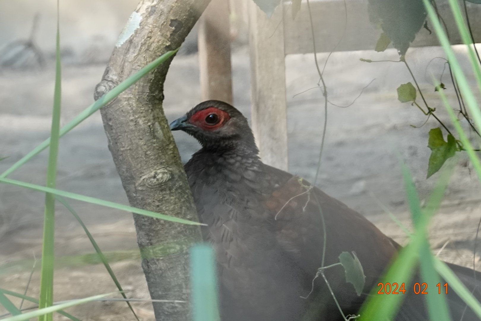 Vietnam Pheasant (Lophura edwardsi)