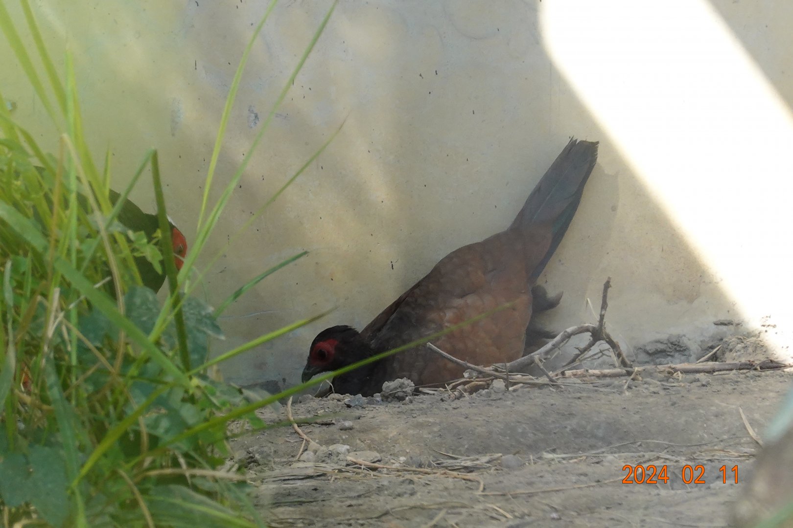Vietnam Pheasant (Lophura edwardsi)