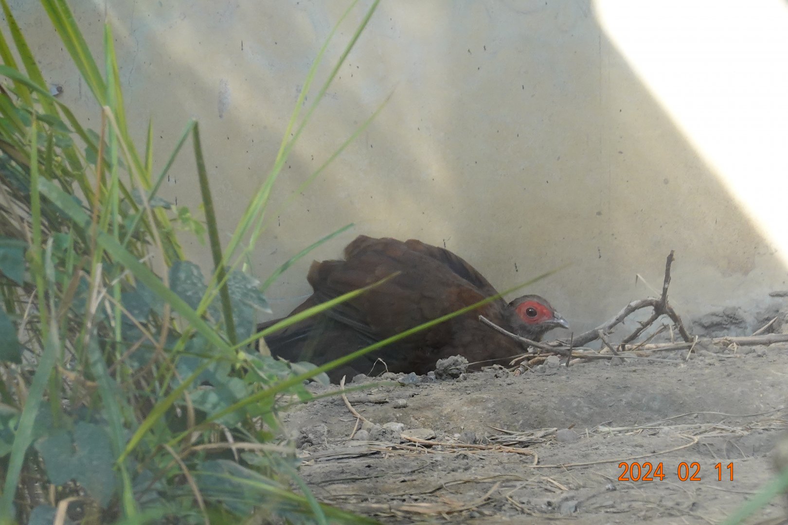 Vietnam Pheasant (Lophura edwardsi)