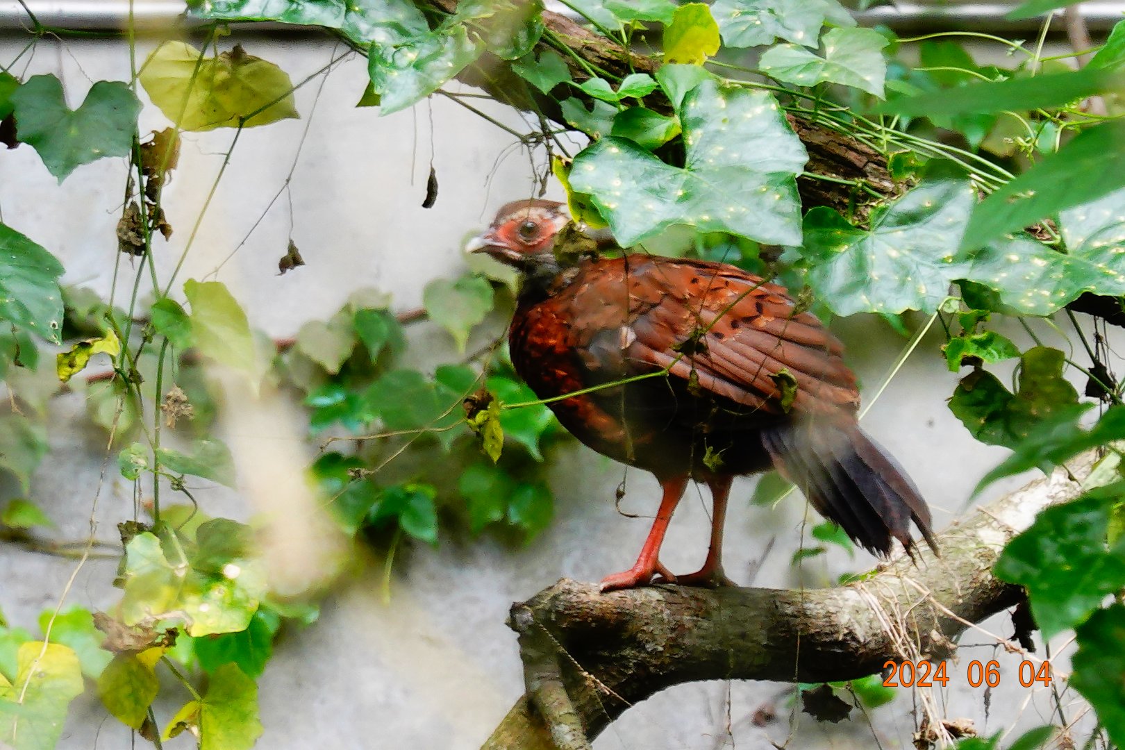 Vietnam Pheasant (Lophura edwardsi)