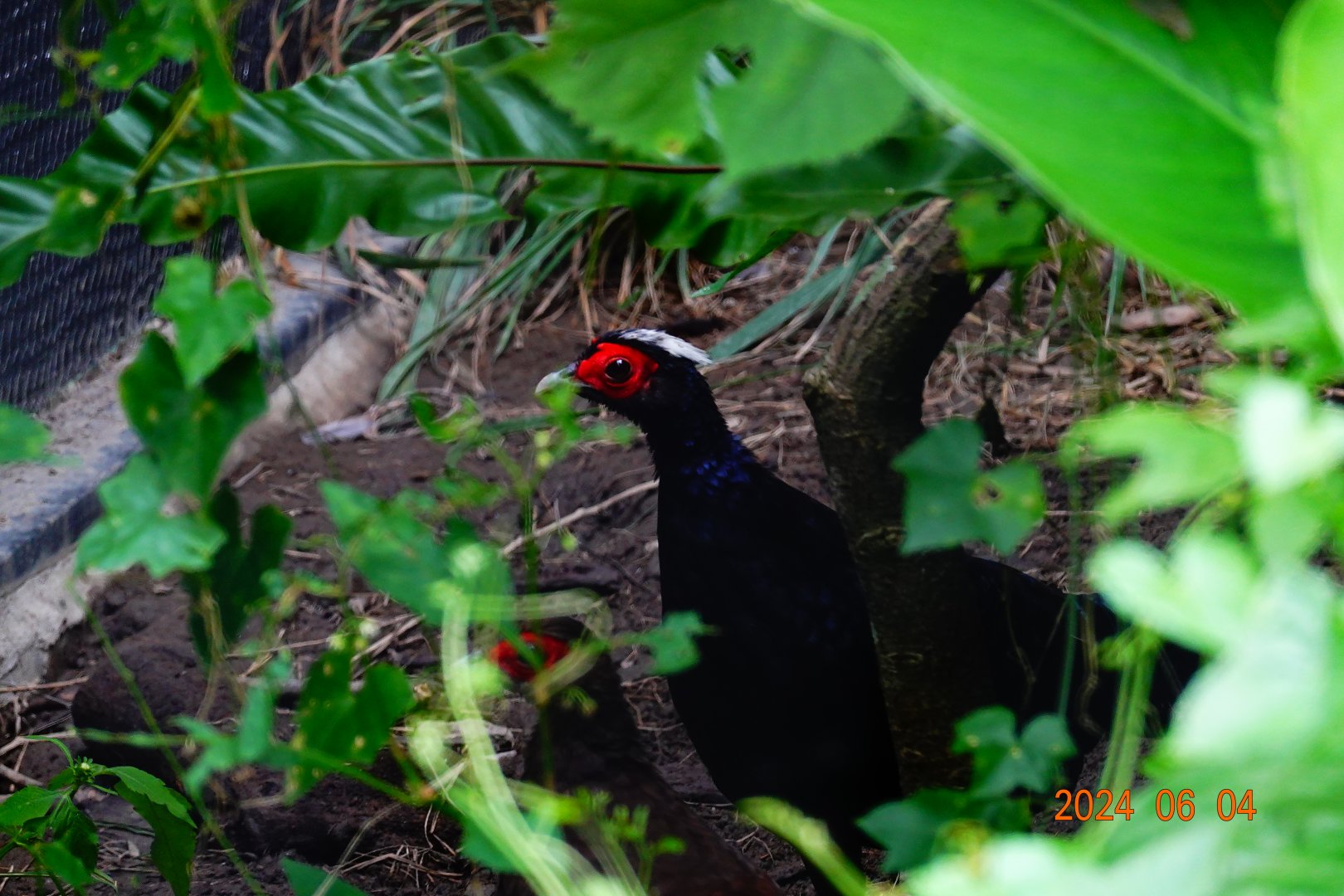 Vietnam Pheasant (Lophura edwardsi)