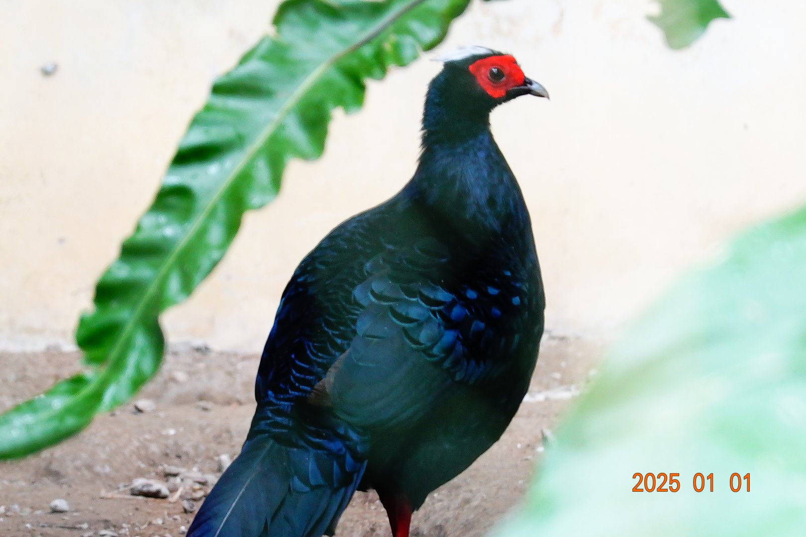 Vietnam Pheasant (Lophura edwardsi)