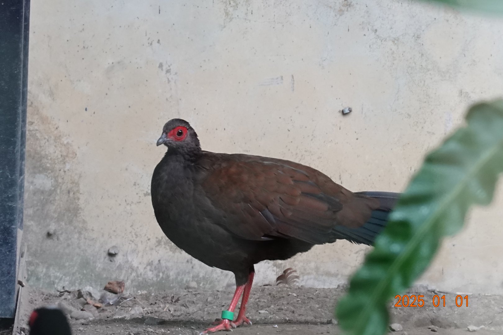 Vietnam Pheasant (Lophura edwardsi)