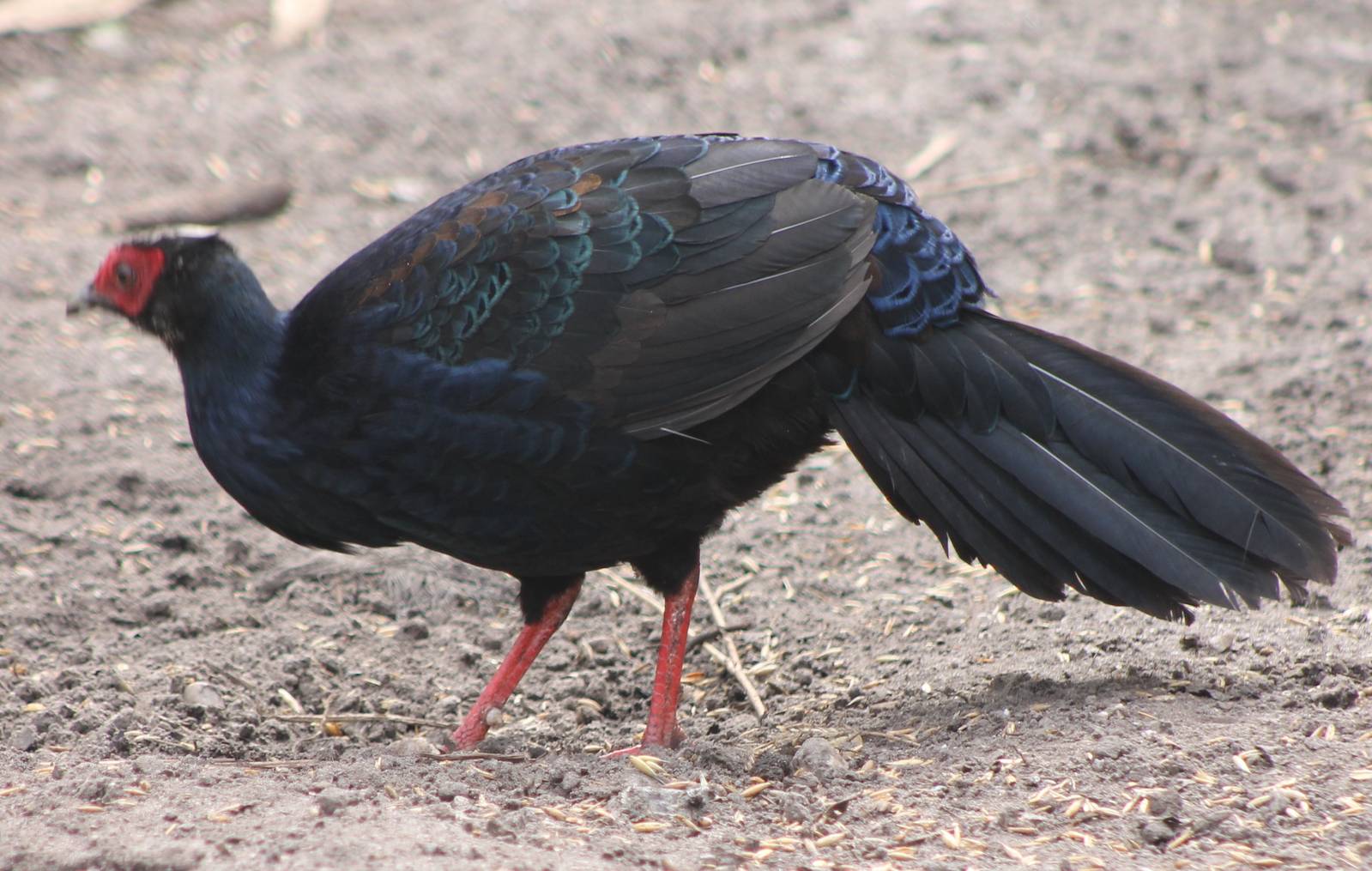 Vietnam pheasant male