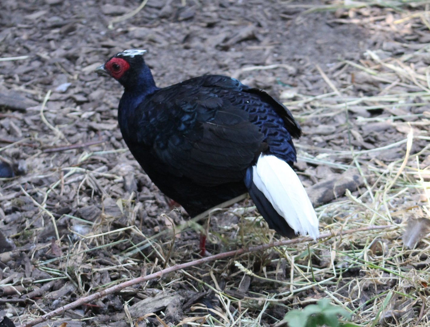 Vietnam pheasant - male