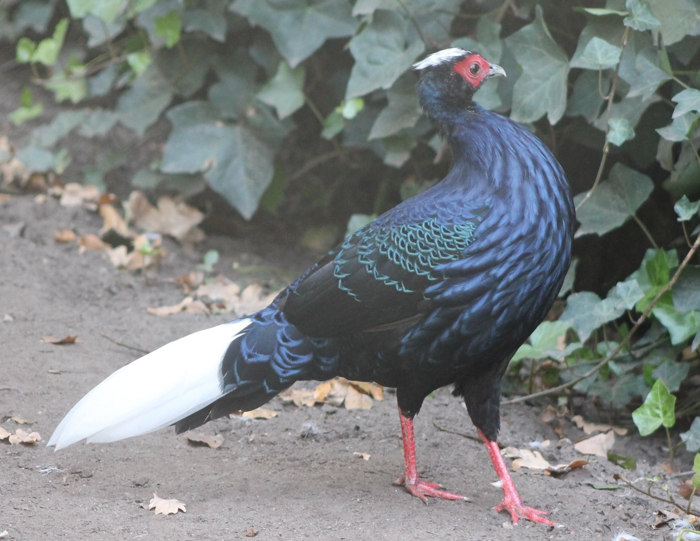 Vietnam pheasant