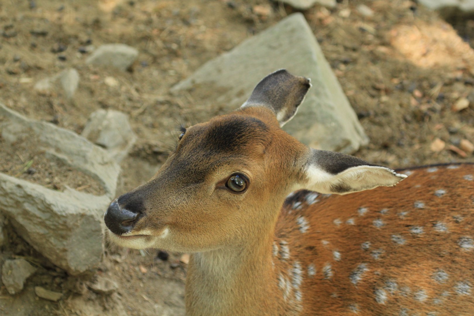 Vietnam Sika Deer (August 2018)