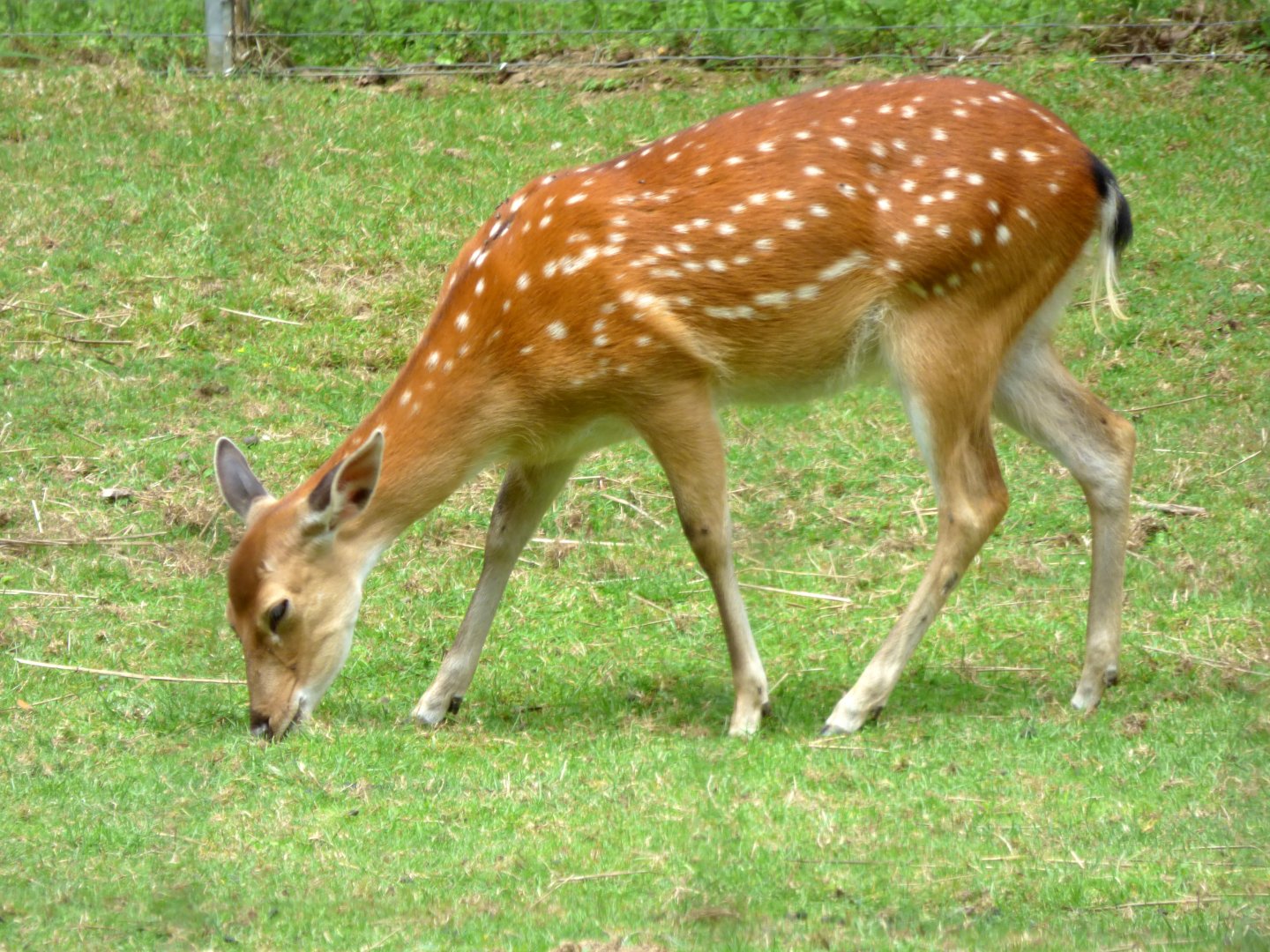 Vietnam sika deer (Cervus nippon pseudaxis)