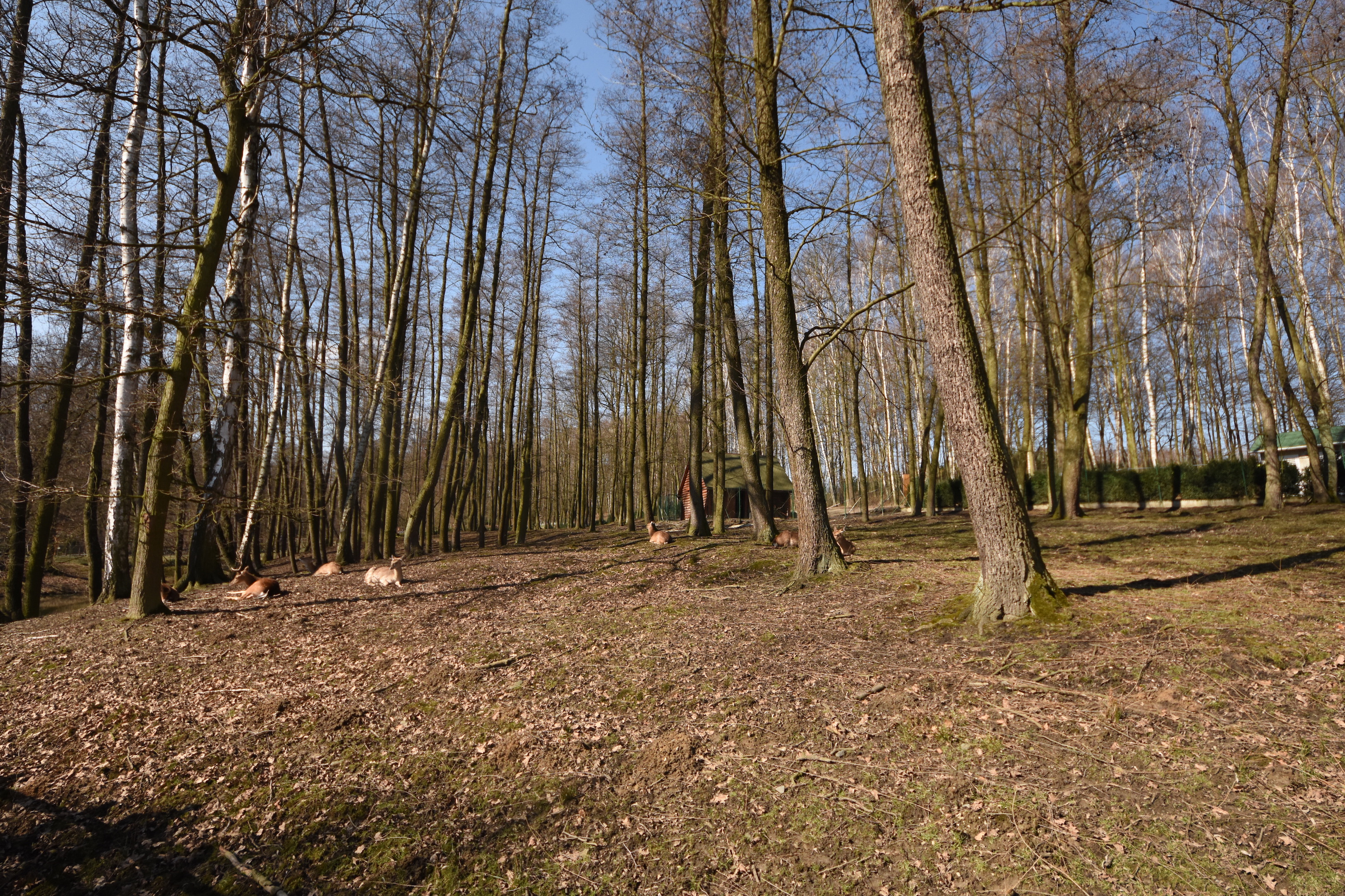 Vietnam sika deer enclosure