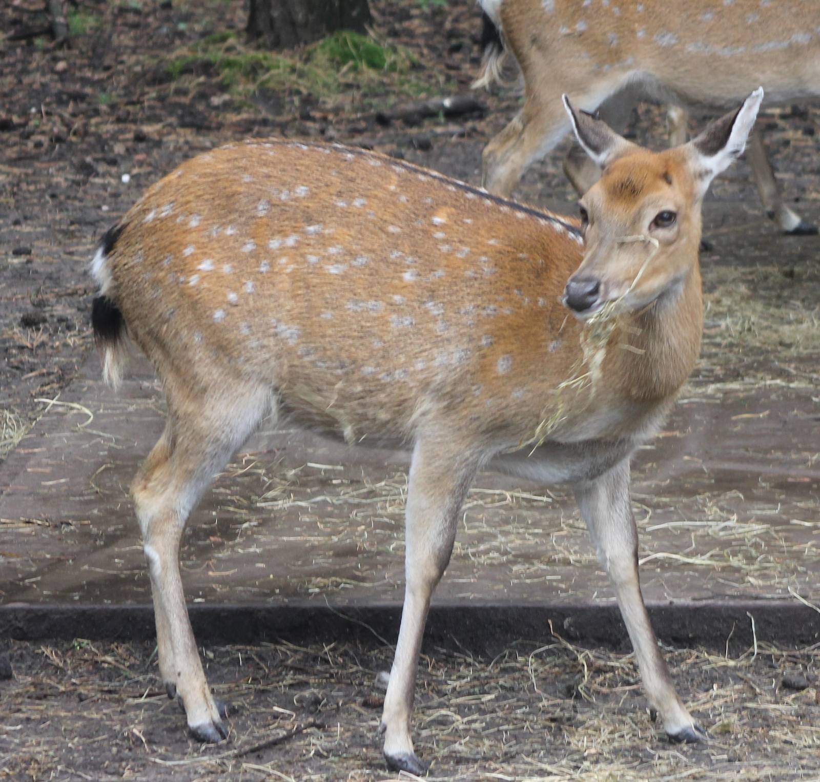 Vietnam sika deer