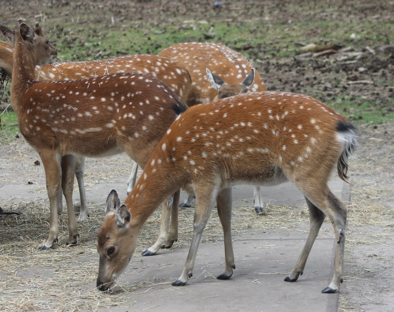 Vietnam sika-deers