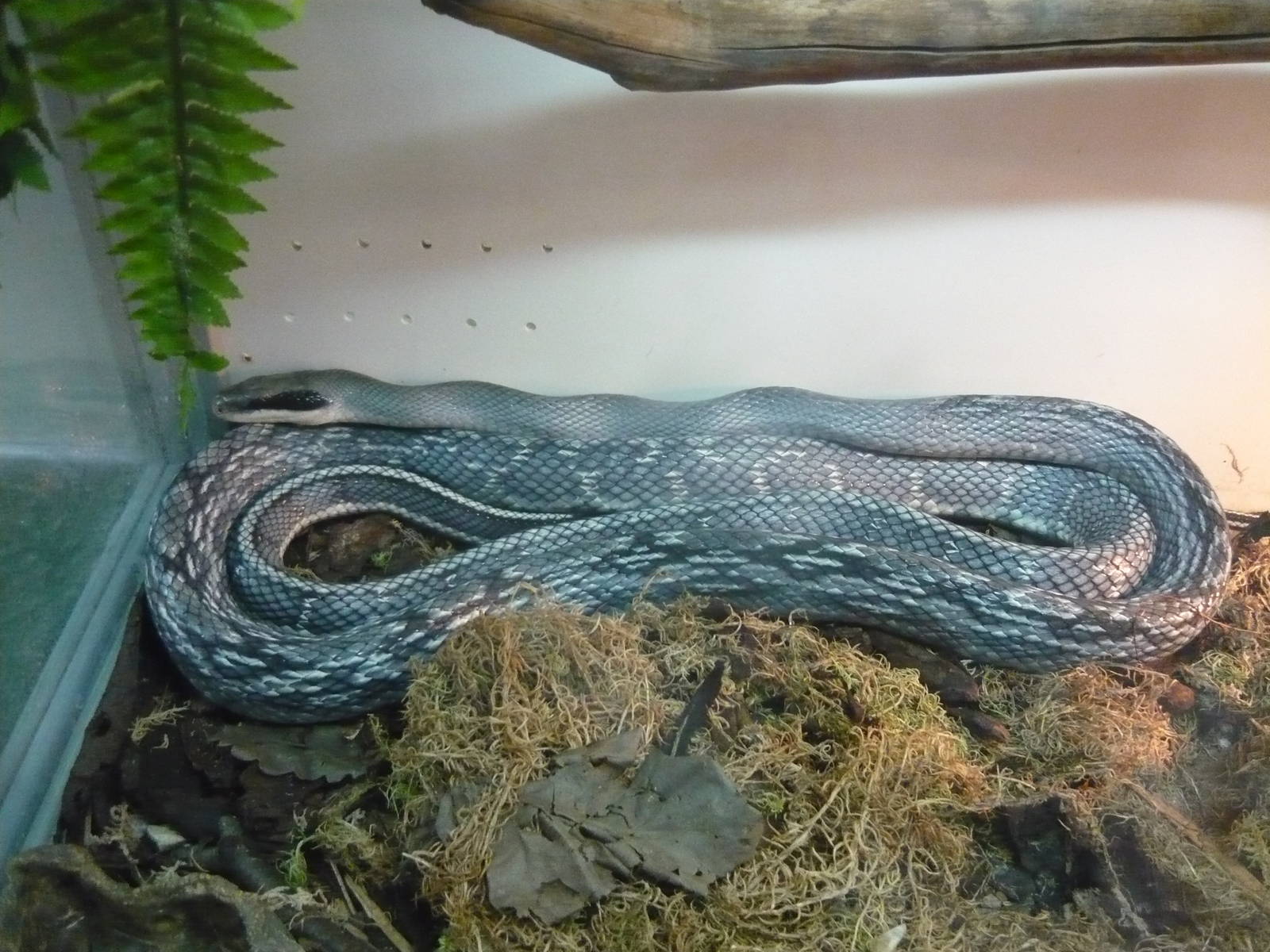 Vietnamese blue beauty (Orthriophis taeniurus callicyanous)