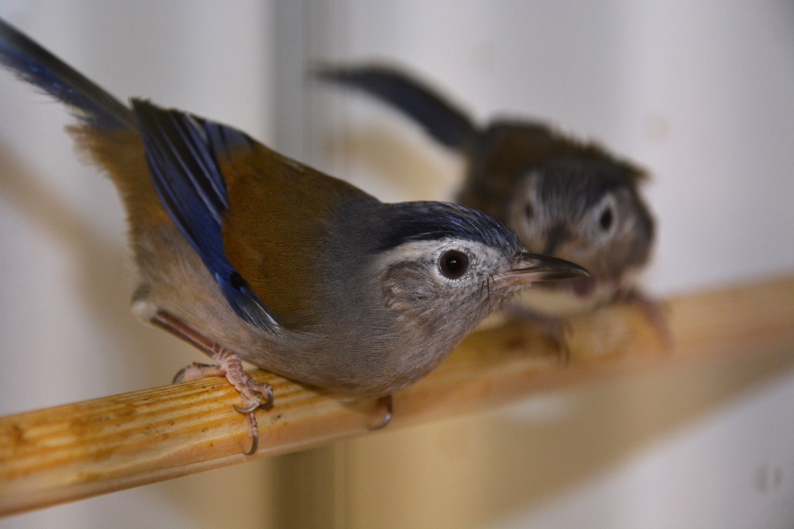 Vietnamese blue-winged minla (Actinodura cyanouroptera wingatei)