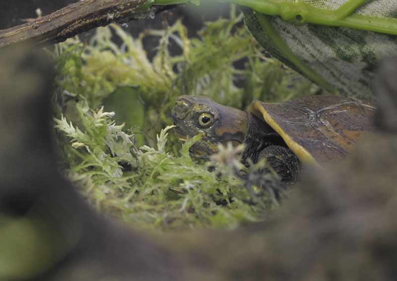 Vietnamese box turtle