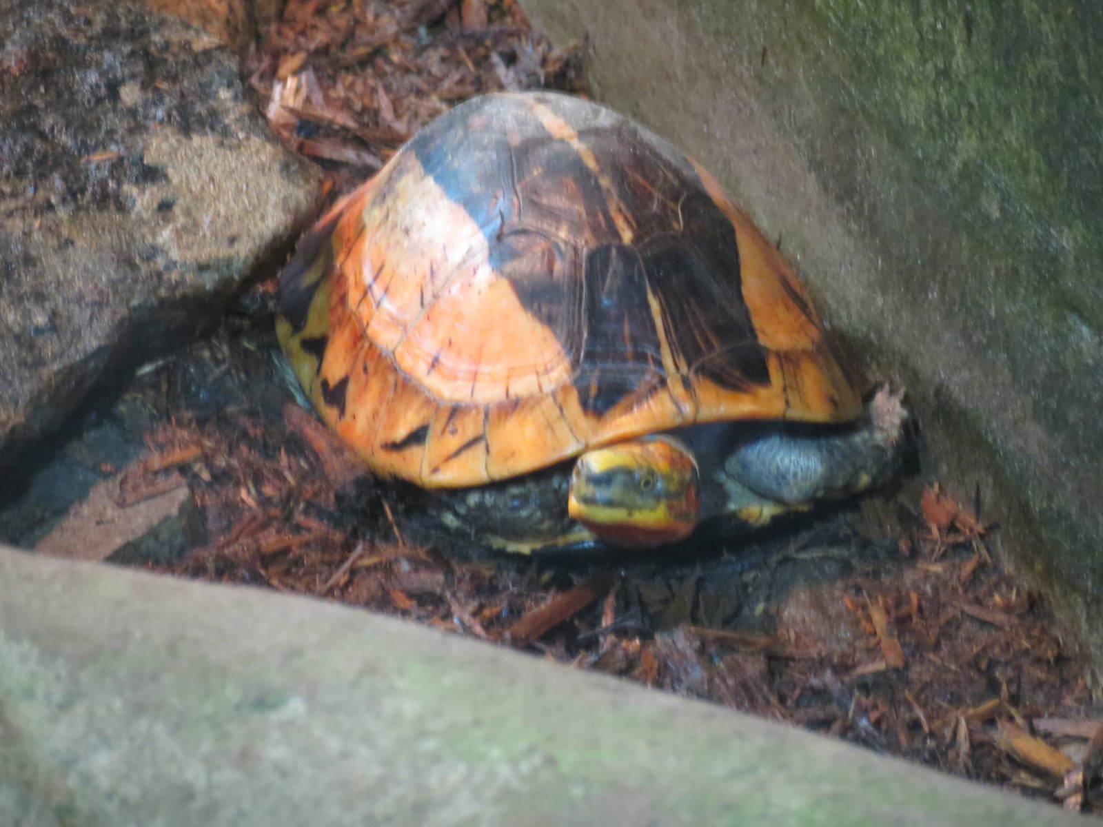 Vietnamese Box Turtle