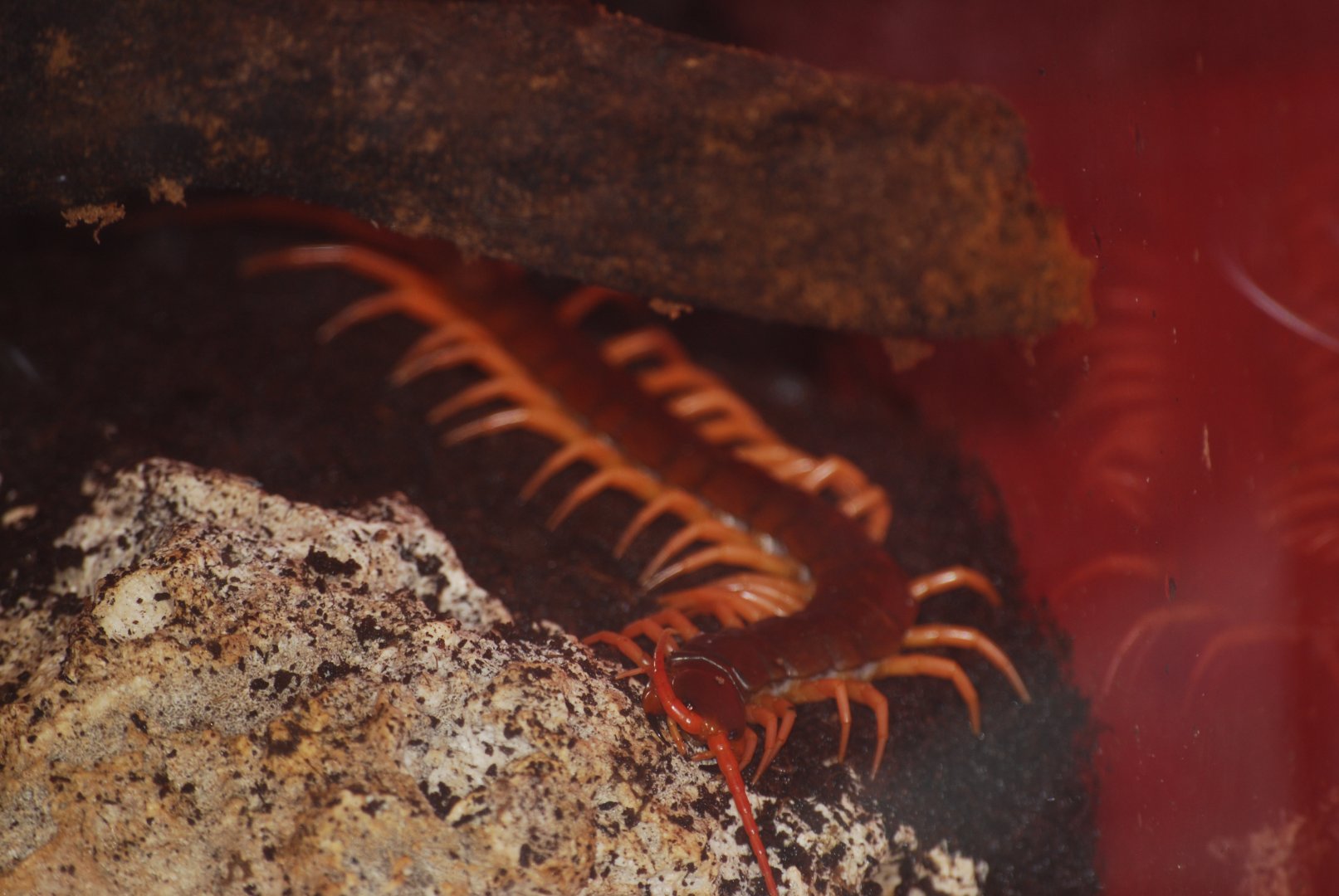 Vietnamese centipede at The Bug Parc, 8/10/2025