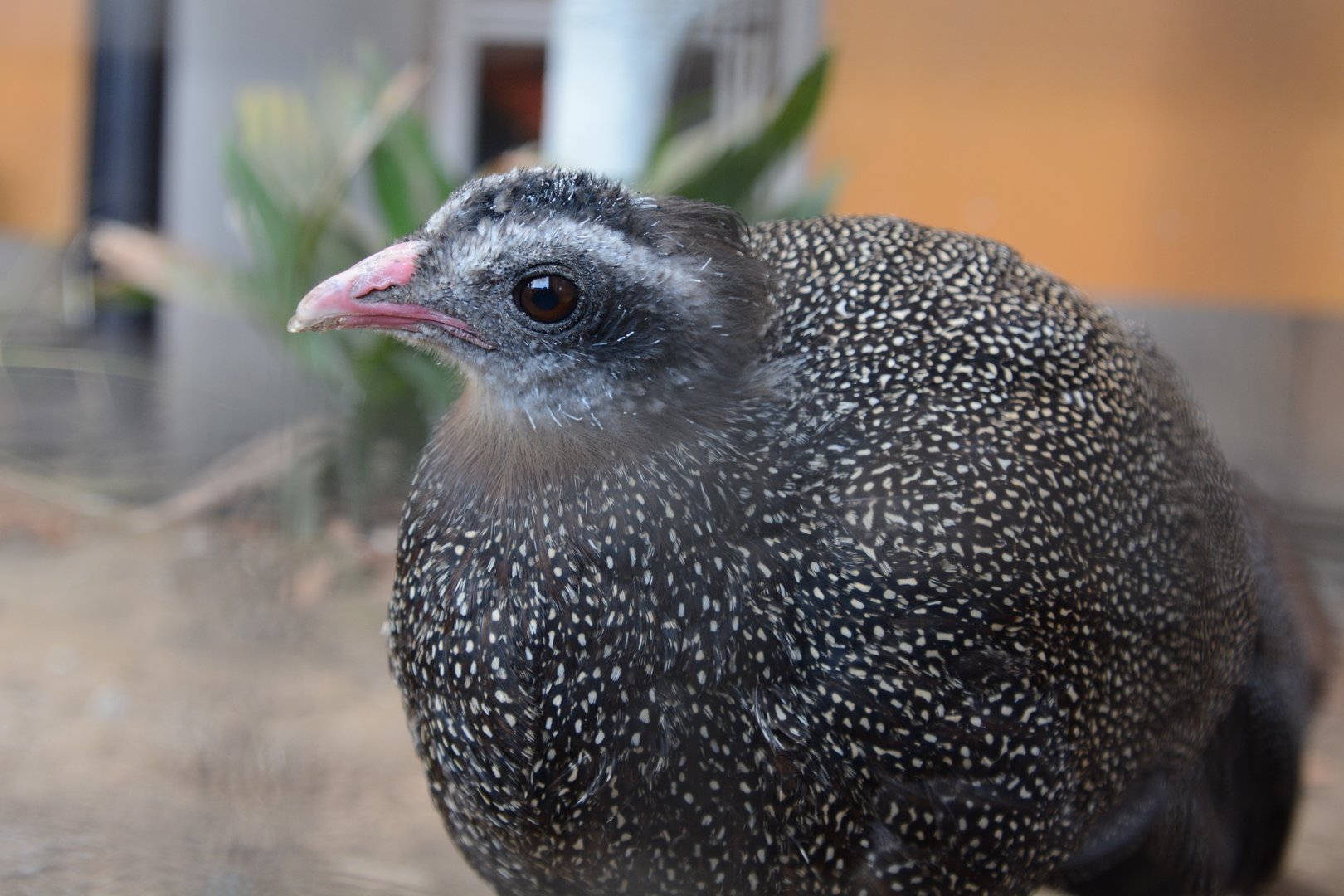 Vietnamese crested argus (Rheinardia ocellata)