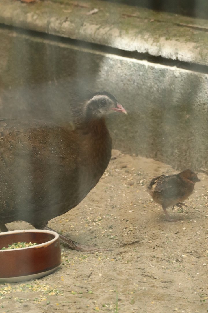 Vietnamese crested argus