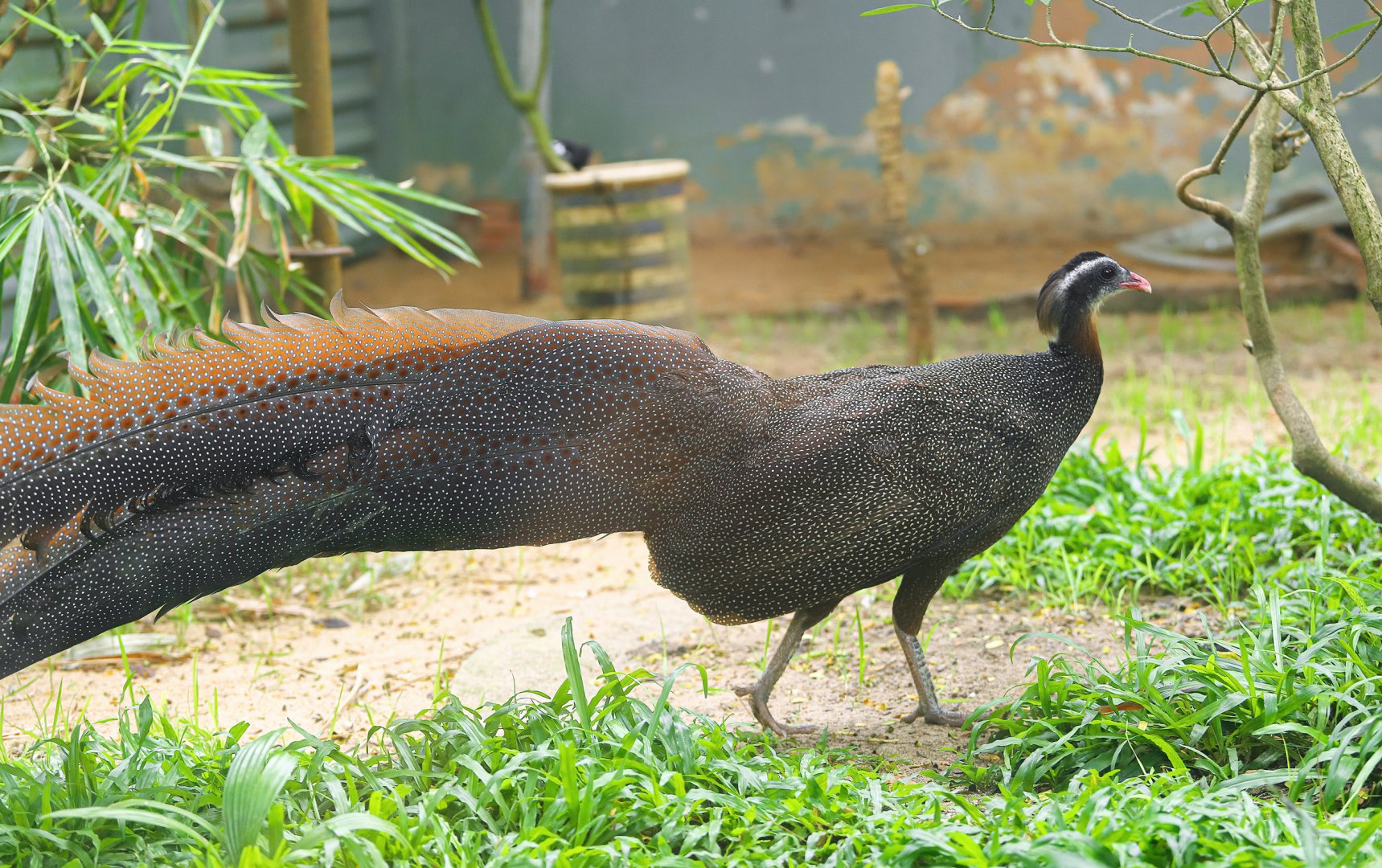 Vietnamese crested argus