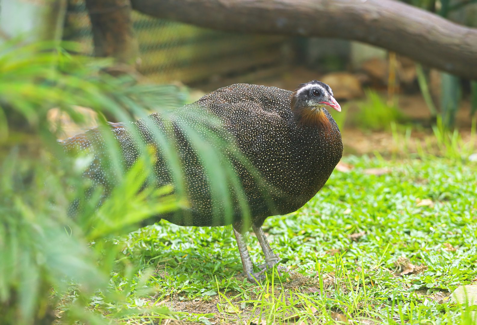 Vietnamese crested argus