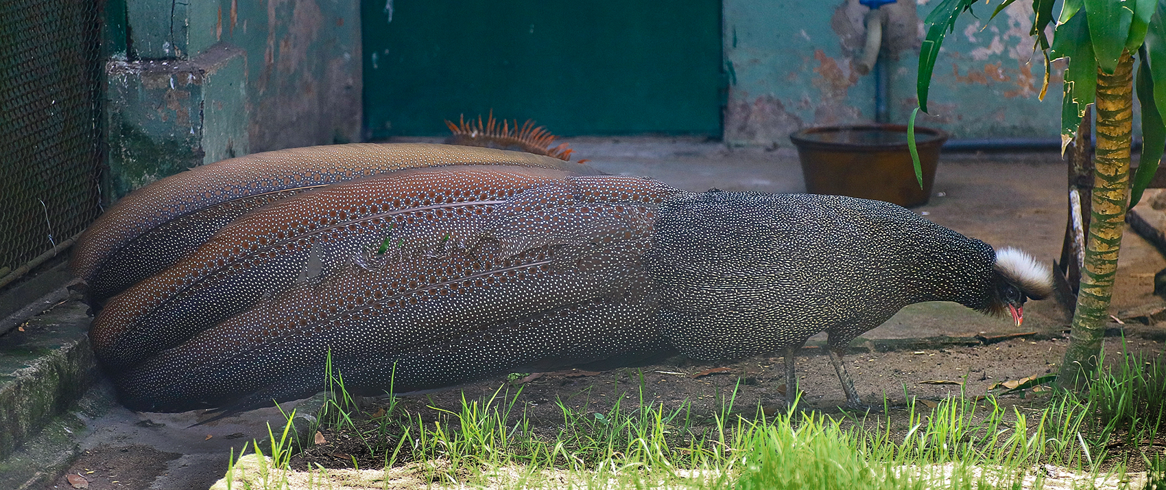 Vietnamese crested argus