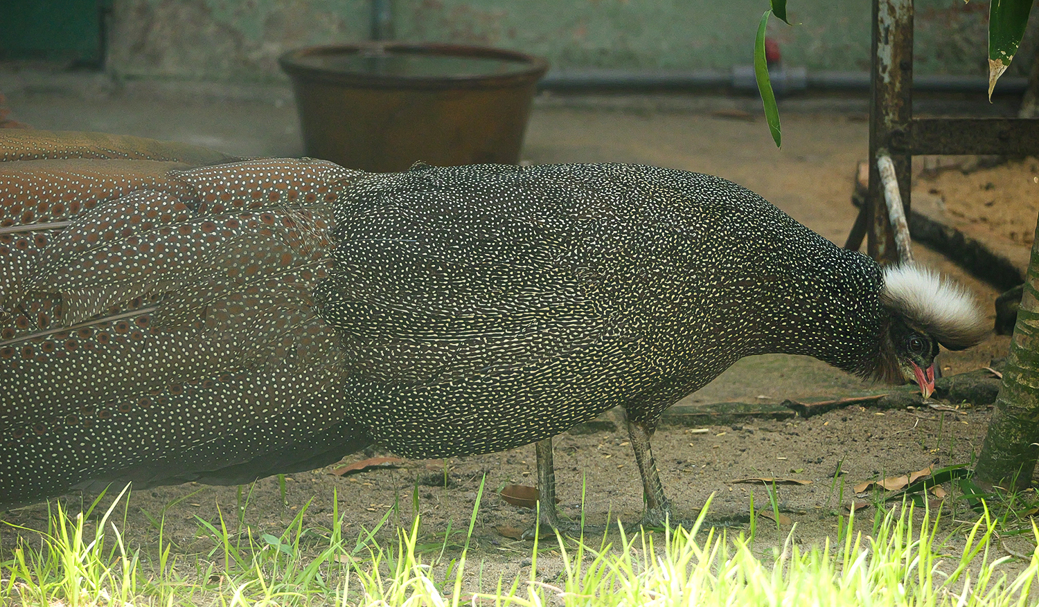 Vietnamese crested argus