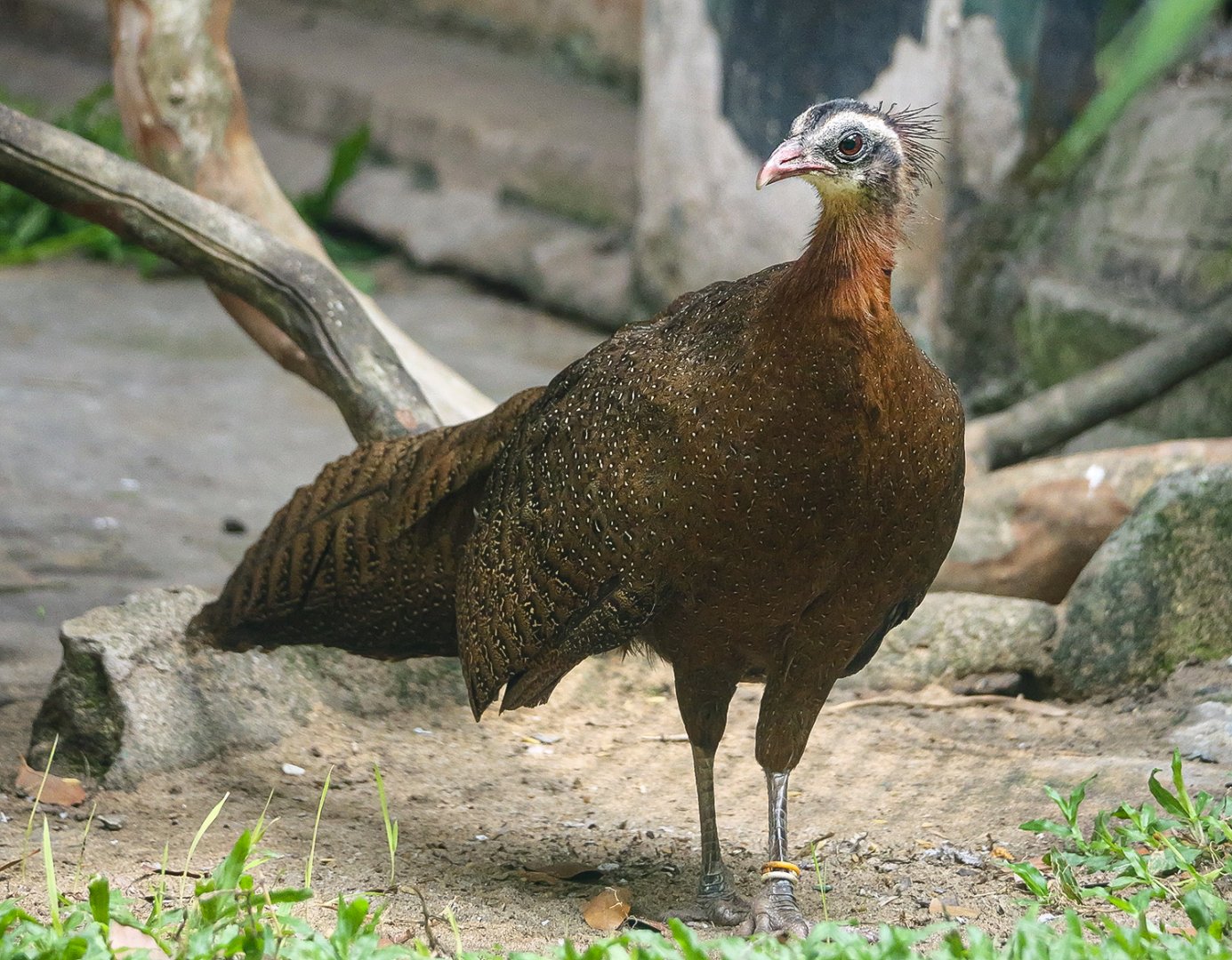 Vietnamese crested argus