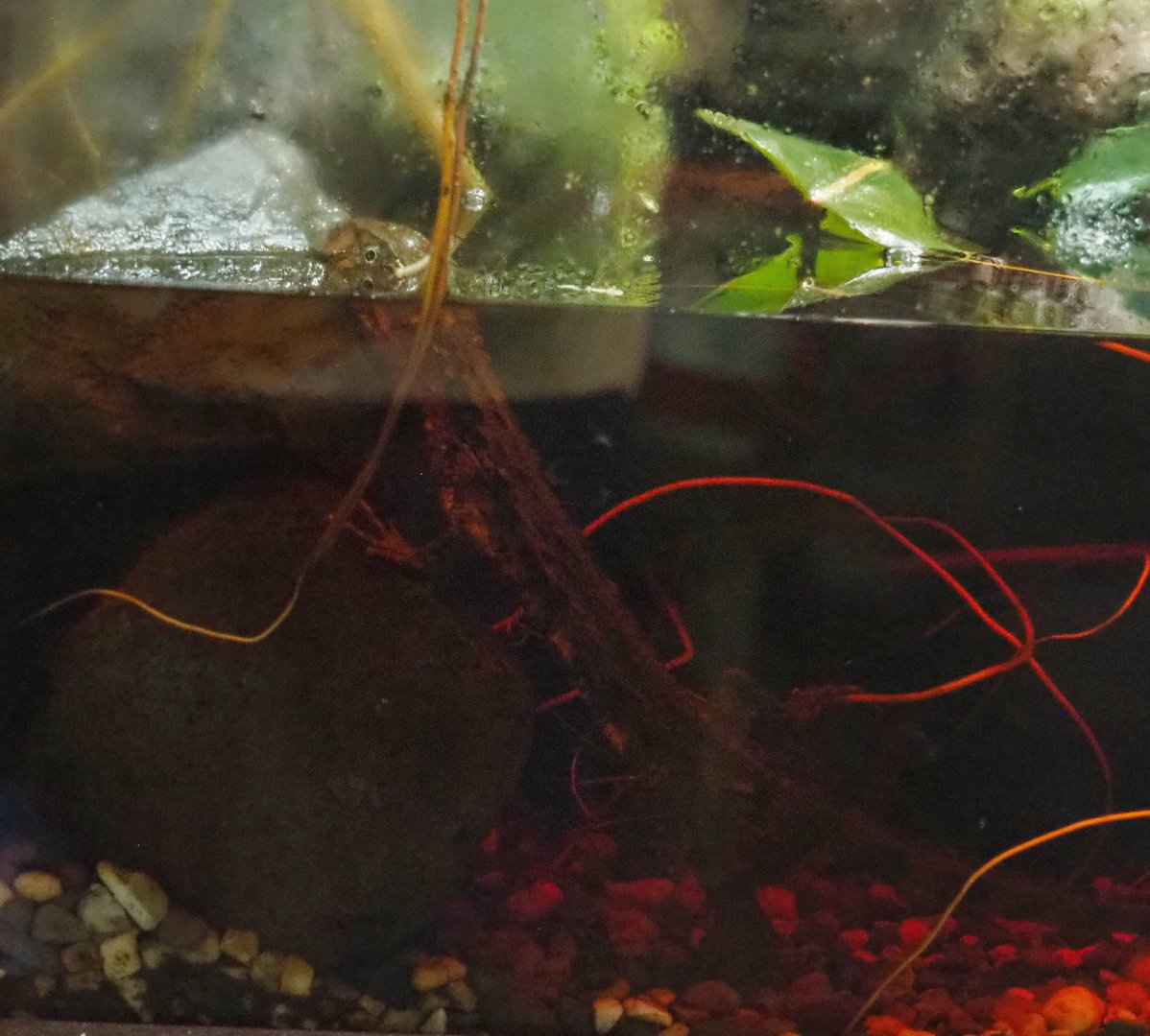 Vietnamese crocodile lizard (Shinisaurus crocodilurus vietnamensis), 2022-05-17