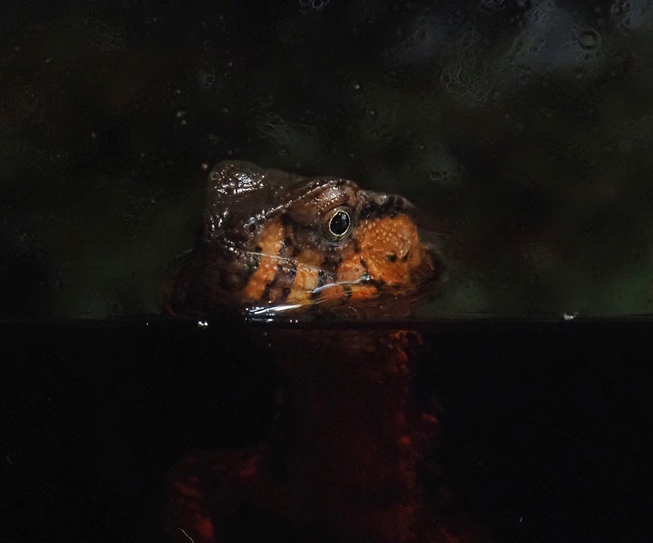 Vietnamese crocodile lizard (Shinisaurus crocodilurus vietnamensis), 2024-04-14