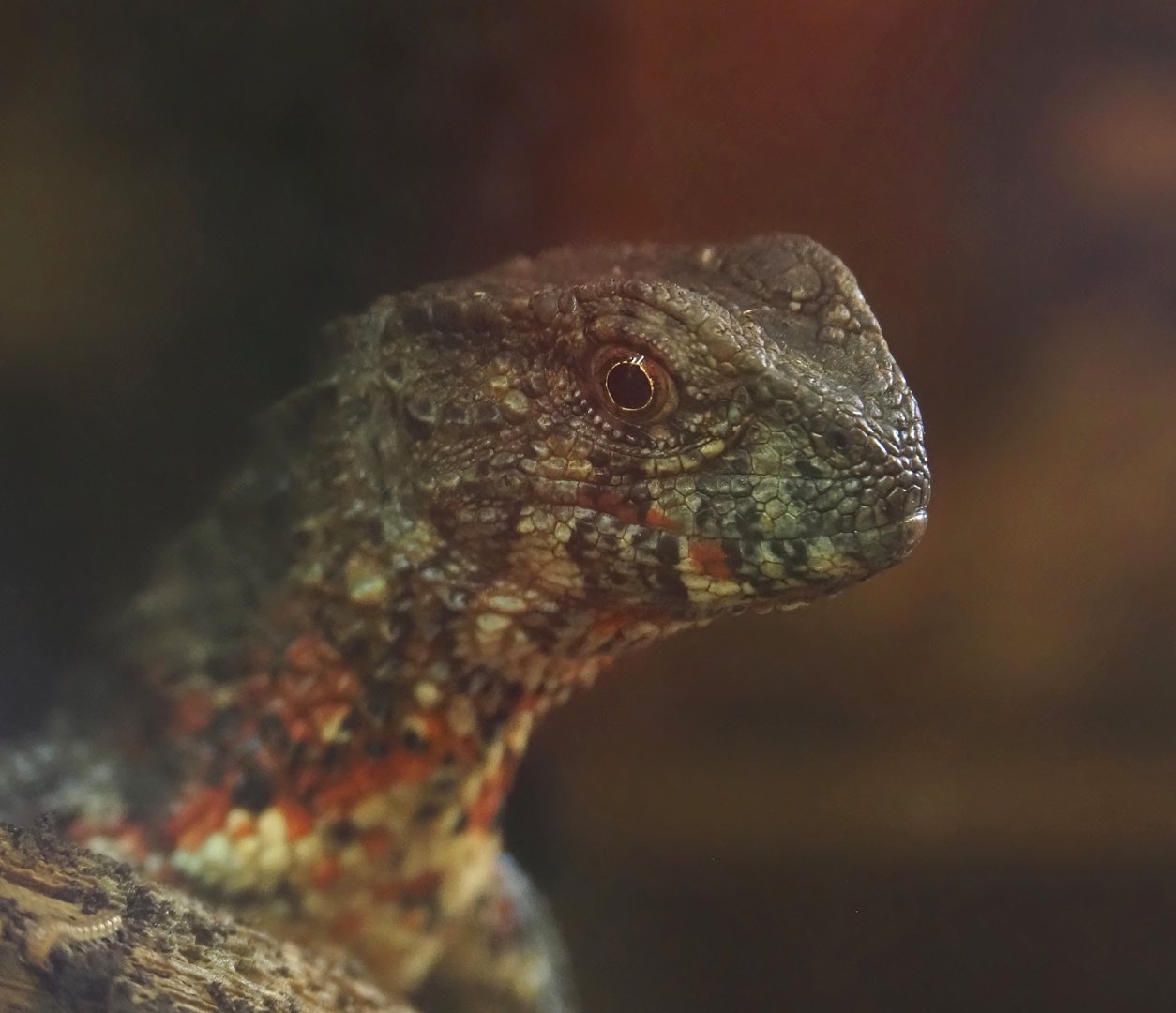 Vietnamese crocodile lizard (Shinisaurus crocodilurus vietnamensis), 2025-04-12