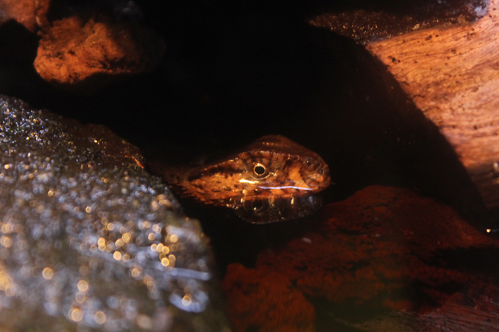 Vietnamese crocodile lizard (Shinisaurus crocodilurus vietnamensis)