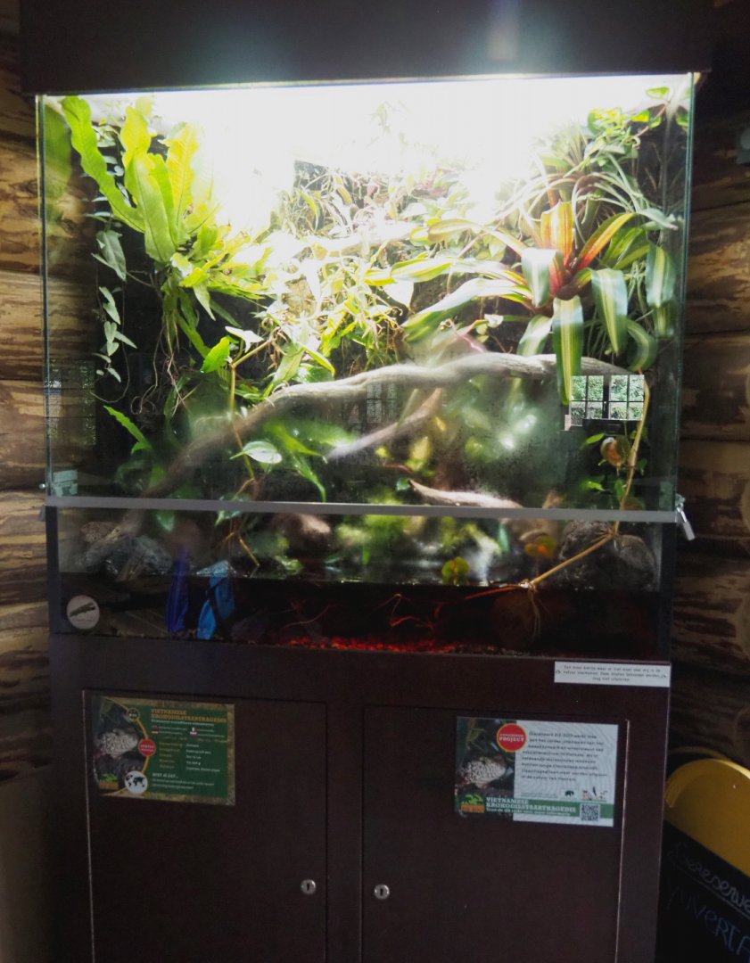 Vietnamese crocodile lizard terrarium, 2022-05-17
