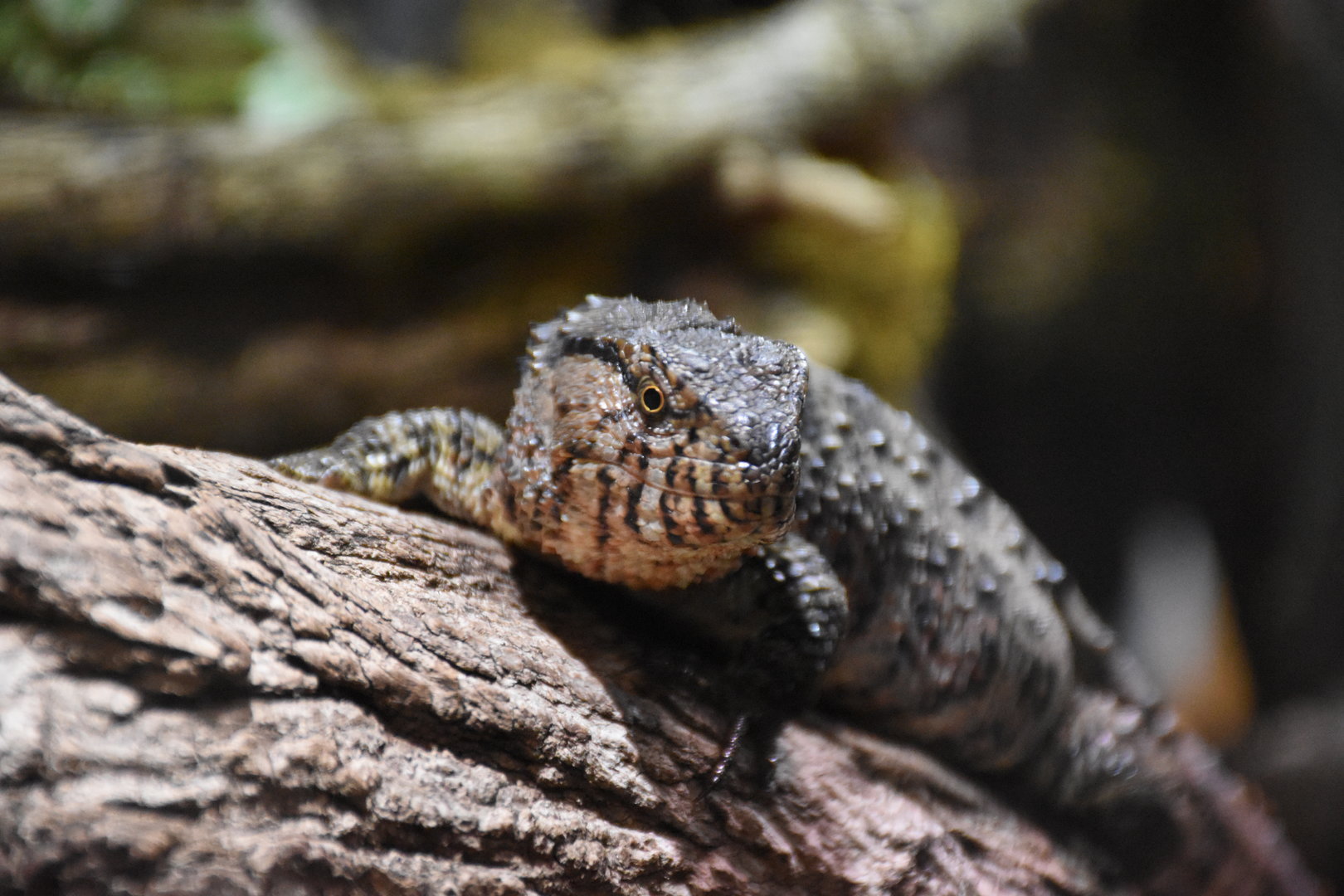 Vietnamese crocodile lizard