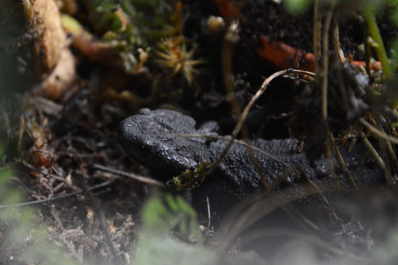 Vietnamese crocodile newt (Tylototriton vietnamensis)