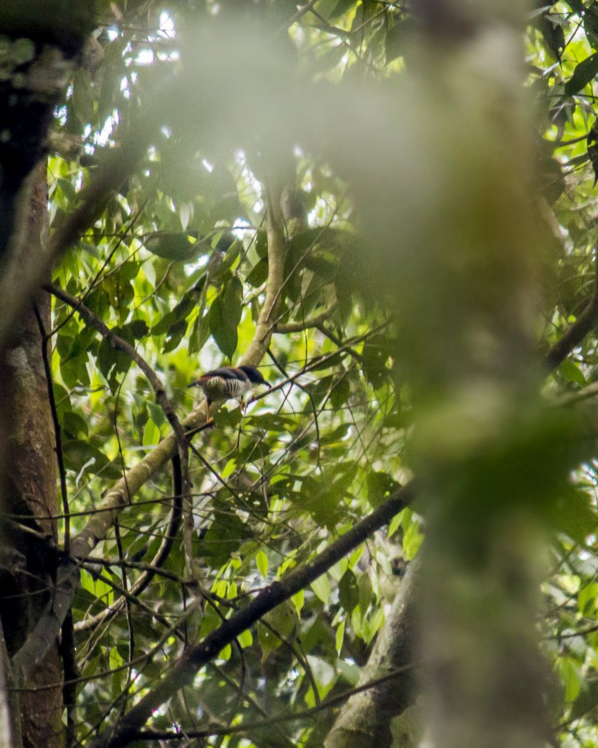 Vietnamese cutia, Cutia legalleni