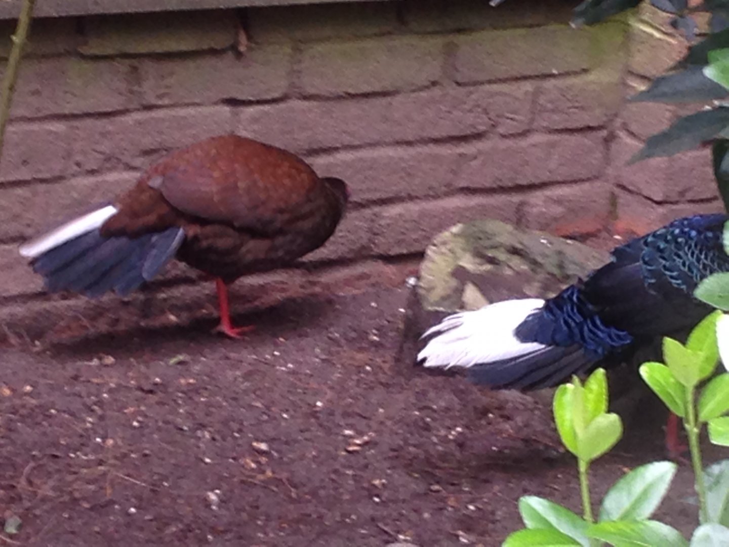 Vietnamese/Edward's/Swinhoe's Pheasants