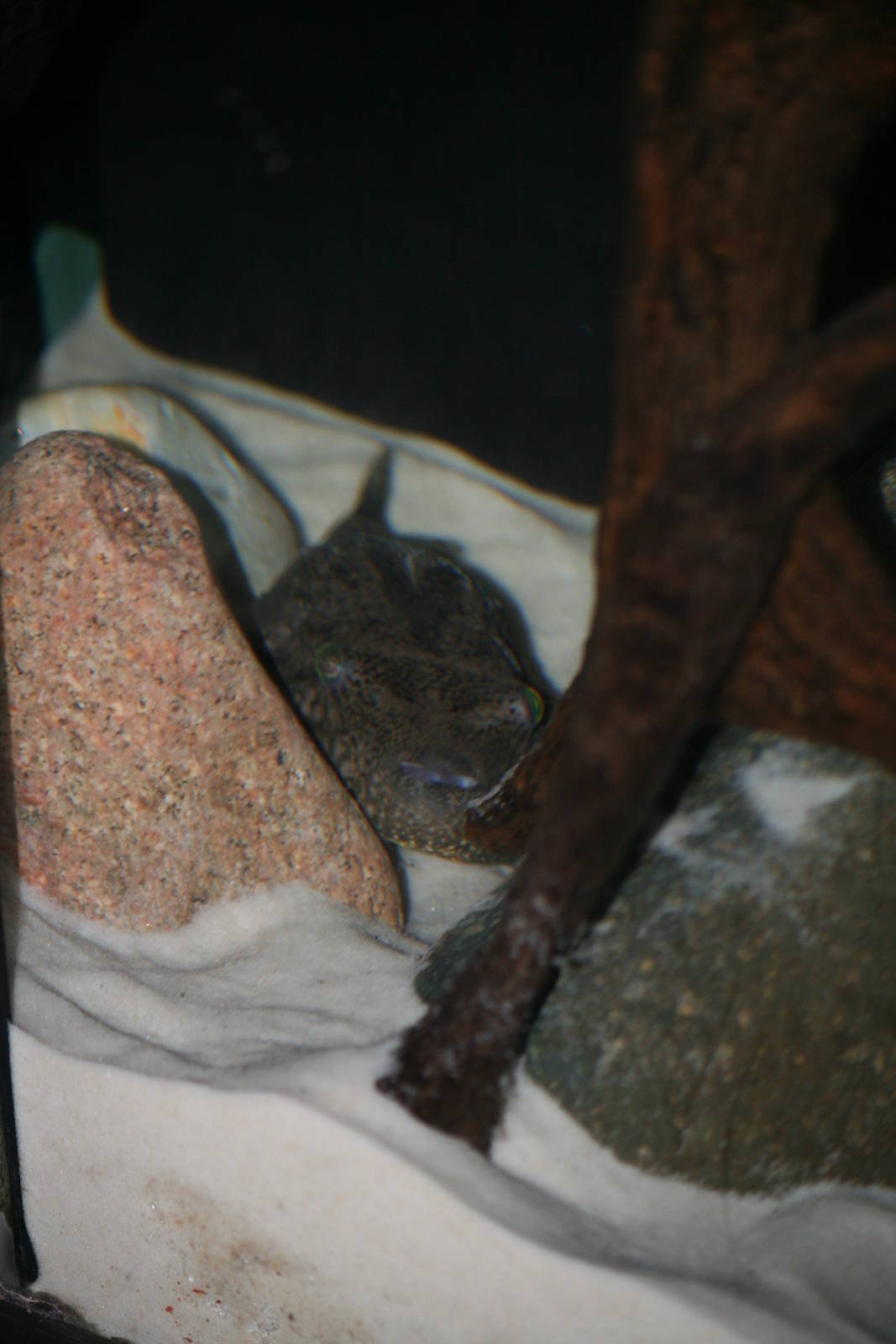 Vietnamese freshwater pufferfish