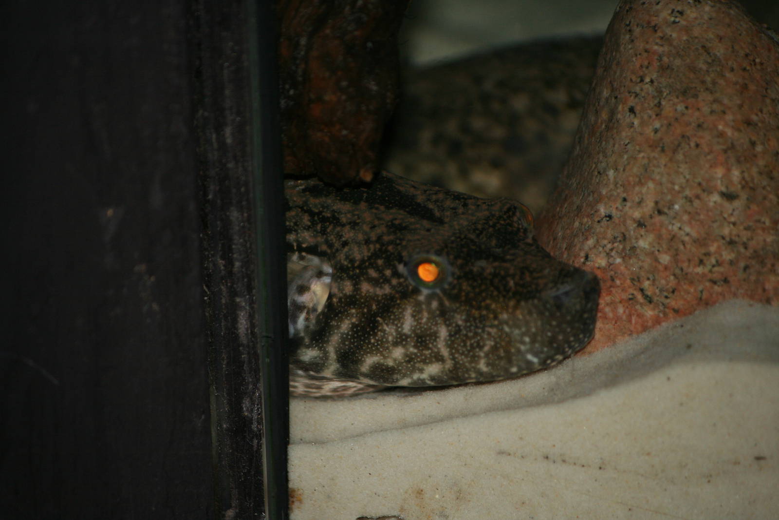 Vietnamese freshwater pufferfish