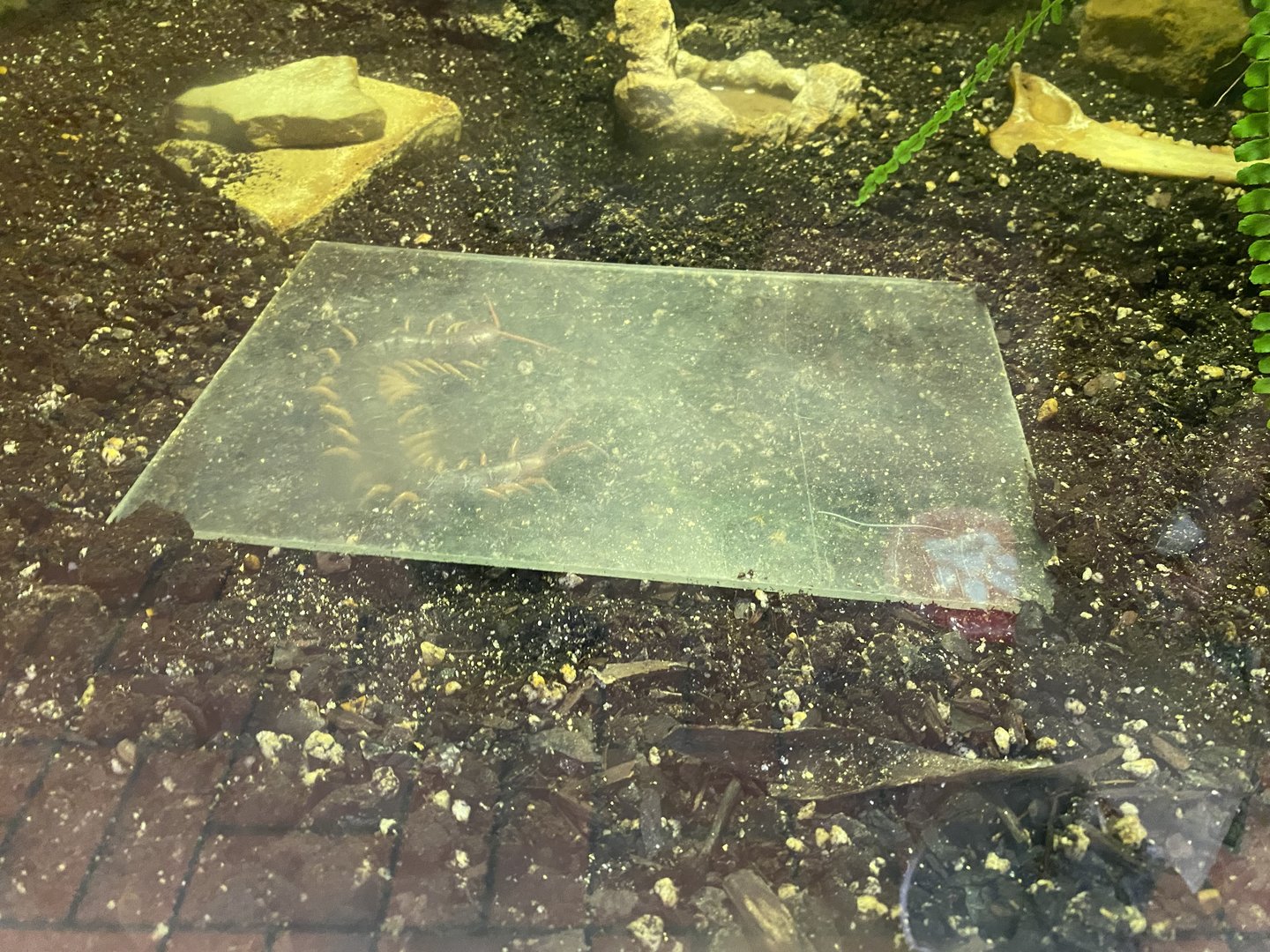 Vietnamese Giant Centipede 7-11-2023