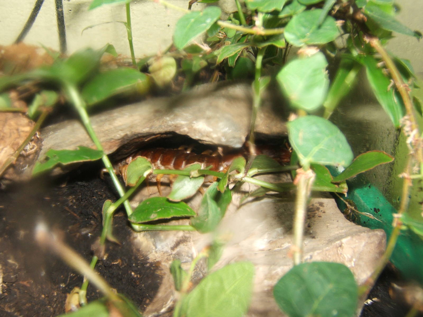 Vietnamese Giant Centipede (Scolopendra dehanni)